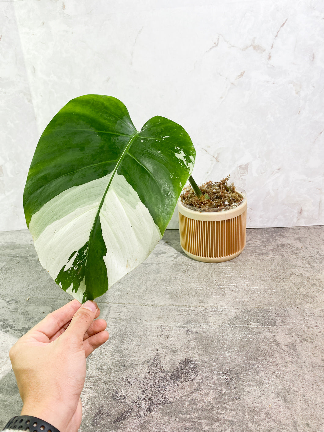 Monstera Mint 1 leaf 1 bud slightly rooted in moss
