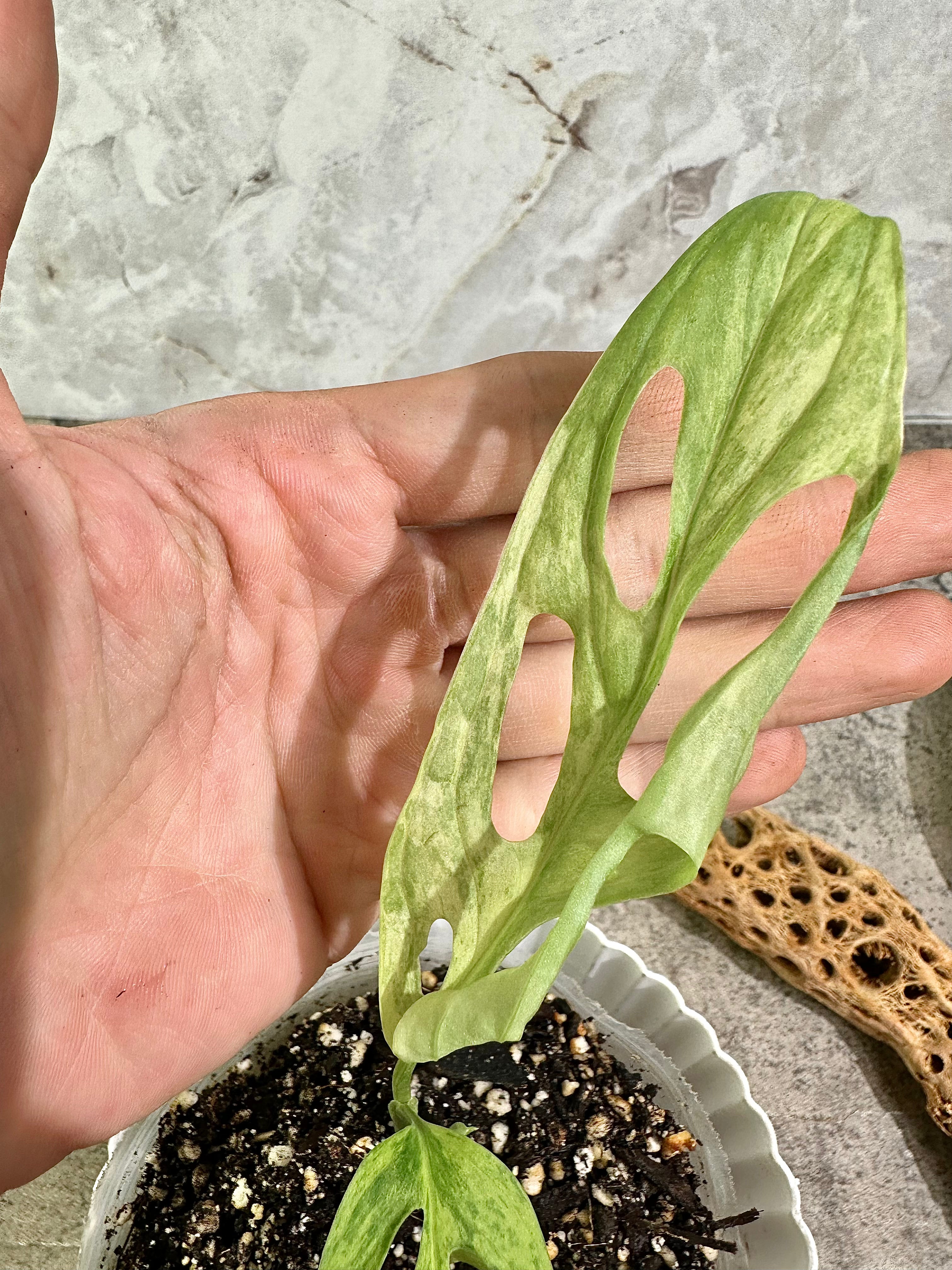 Monstera Adansonii Mint