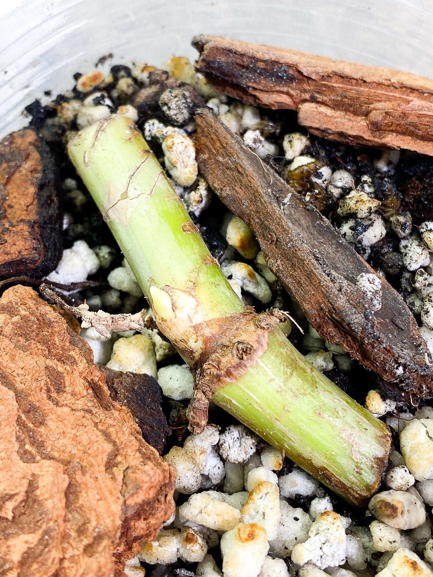 Growers Choice: Philodendron Glorious slightly rooted node with 1 sprout