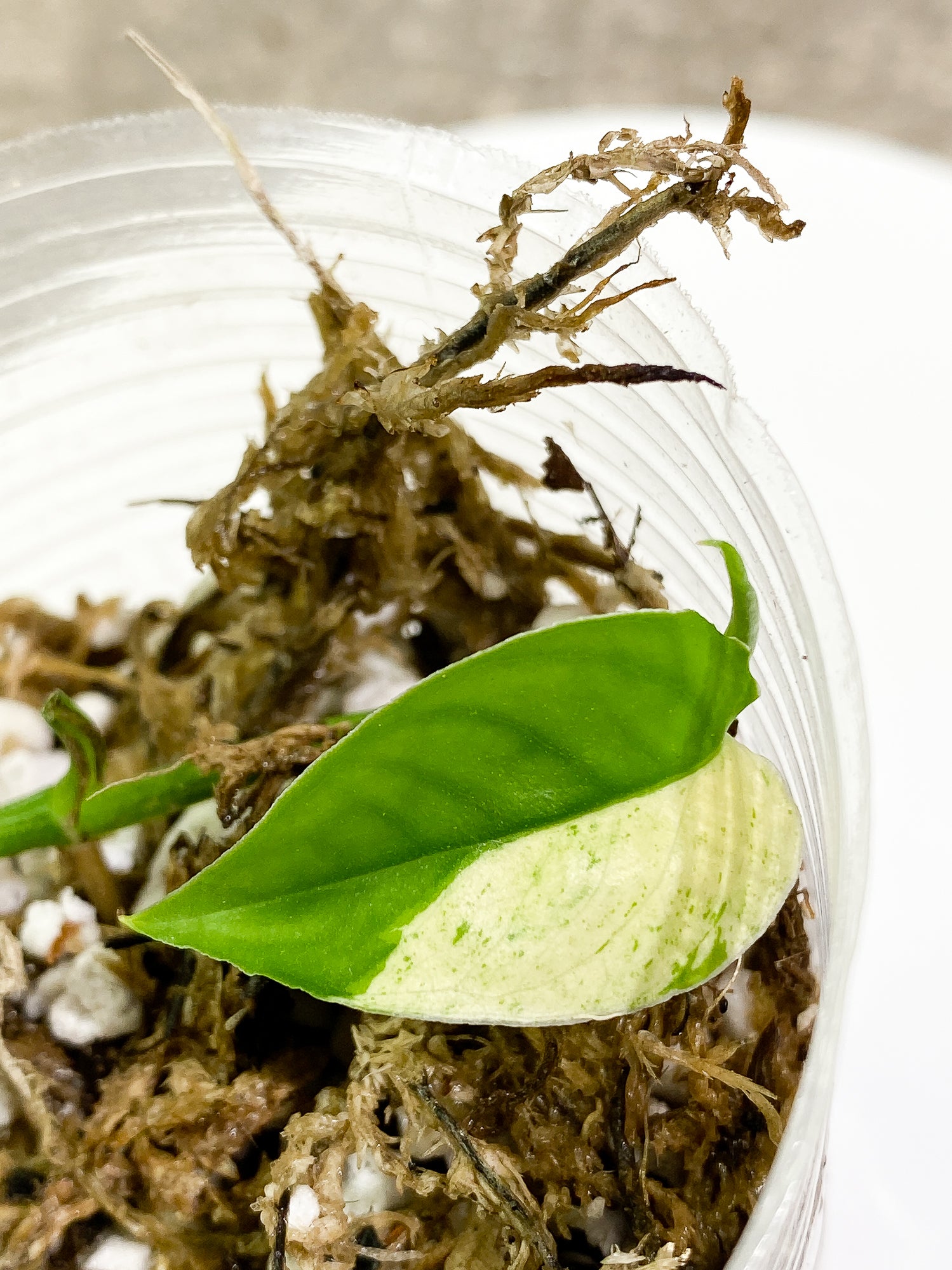 Epipremnum pinnatum marble 1 leaf 1 sprout slightly rooted