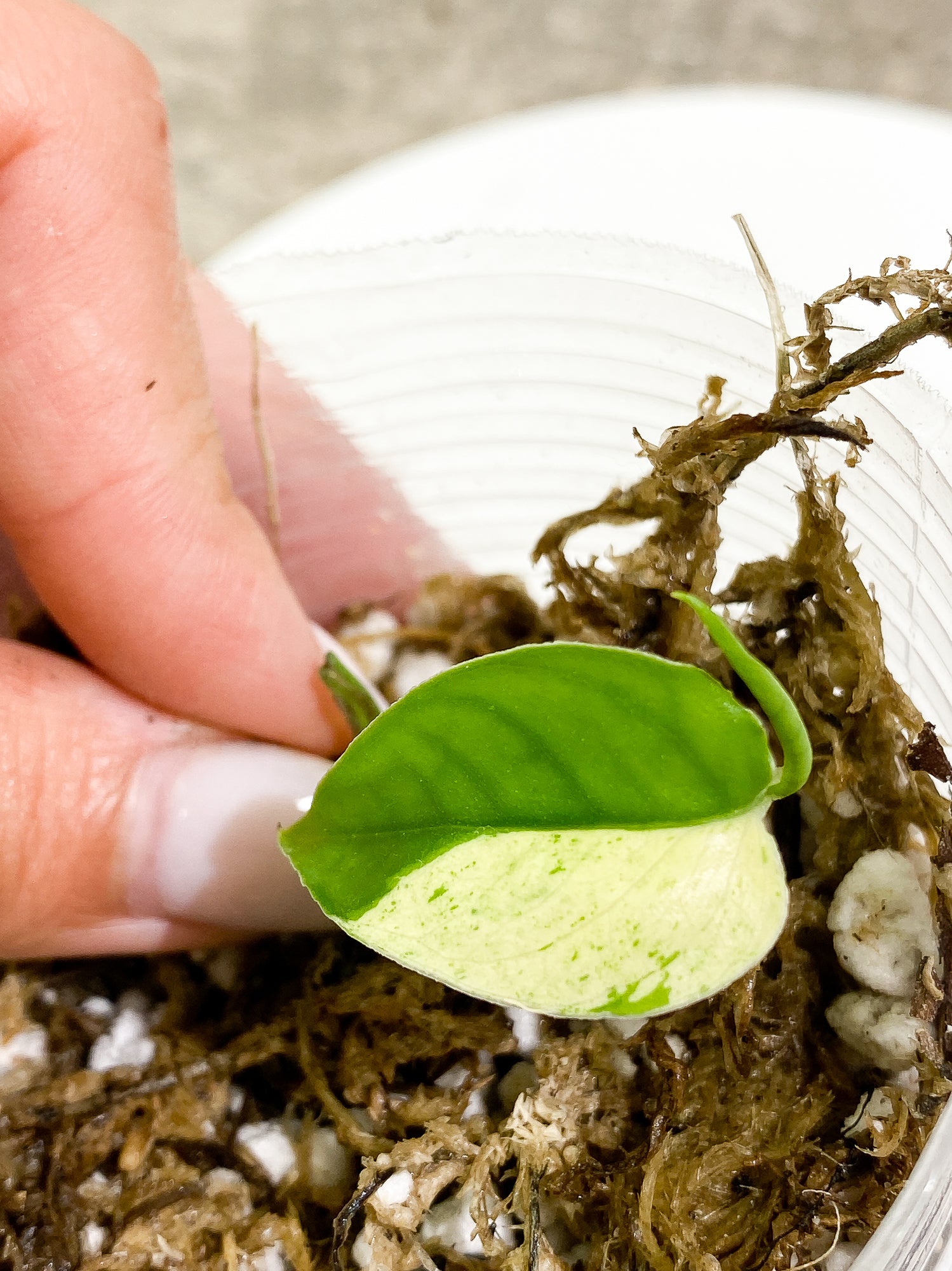 Epipremnum pinnatum marble 1 leaf 1 sprout slightly rooted