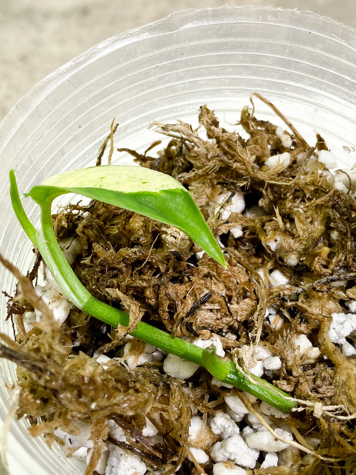 Epipremnum pinnatum marble 1 leaf 1 sprout slightly rooted