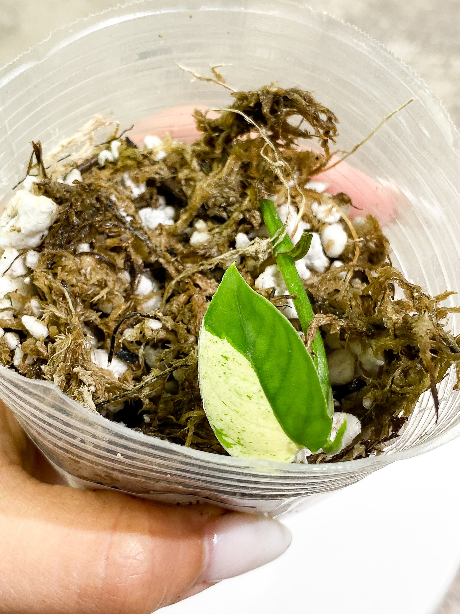Epipremnum pinnatum marble 1 leaf 1 sprout slightly rooted