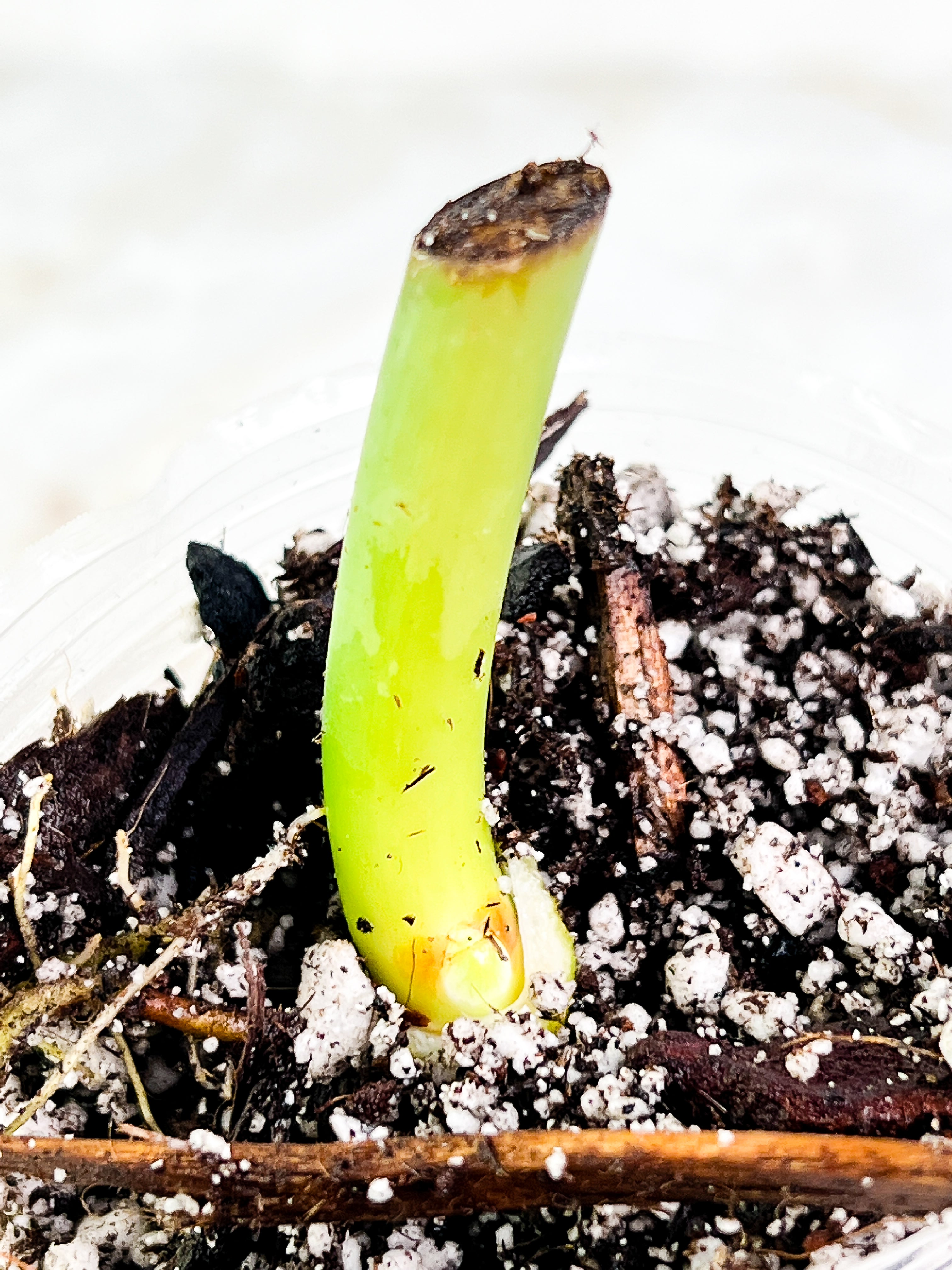 Philodendron Glorious Rooted node 1 sprout