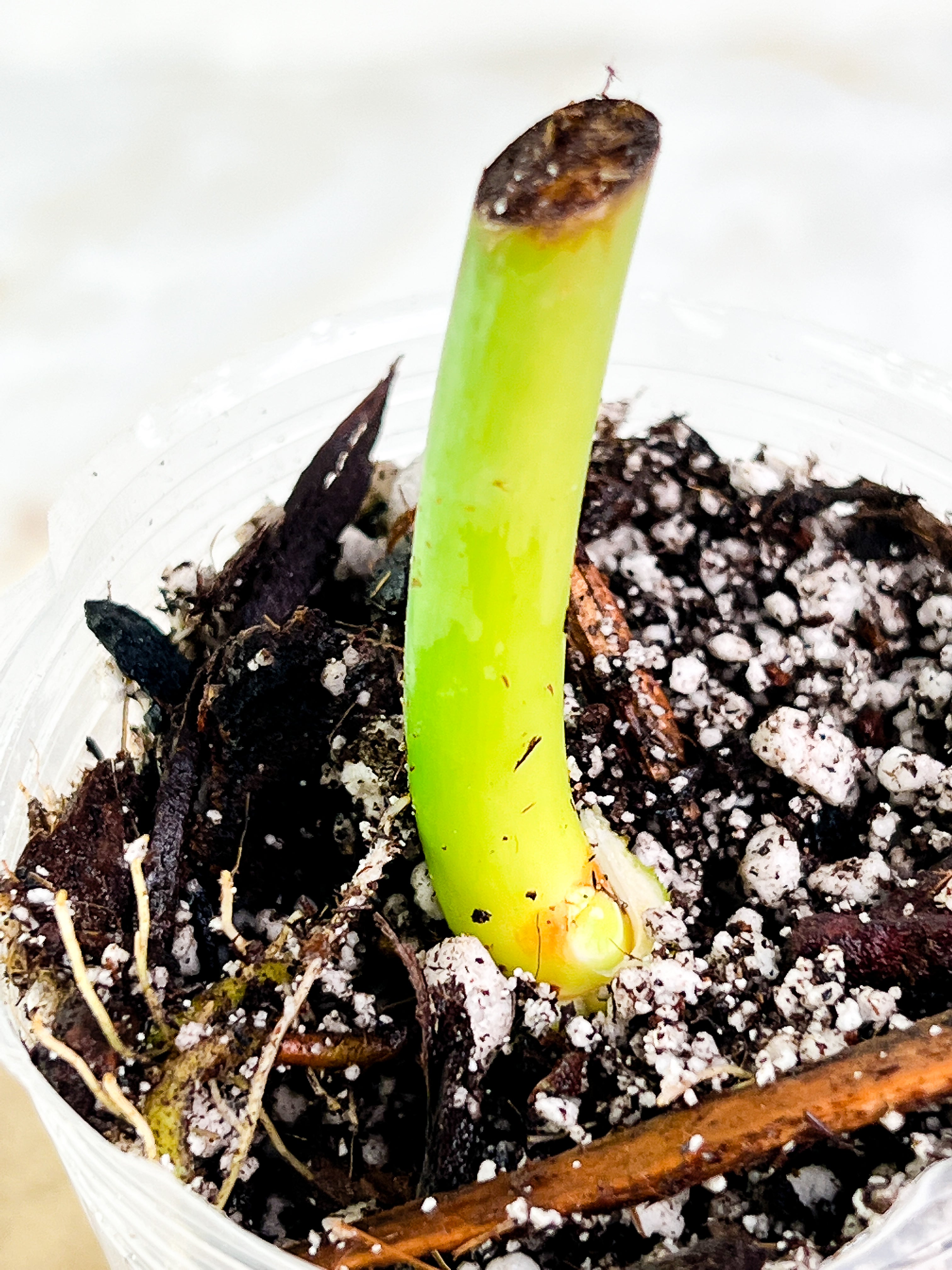 Philodendron Glorious Rooted node 1 sprout