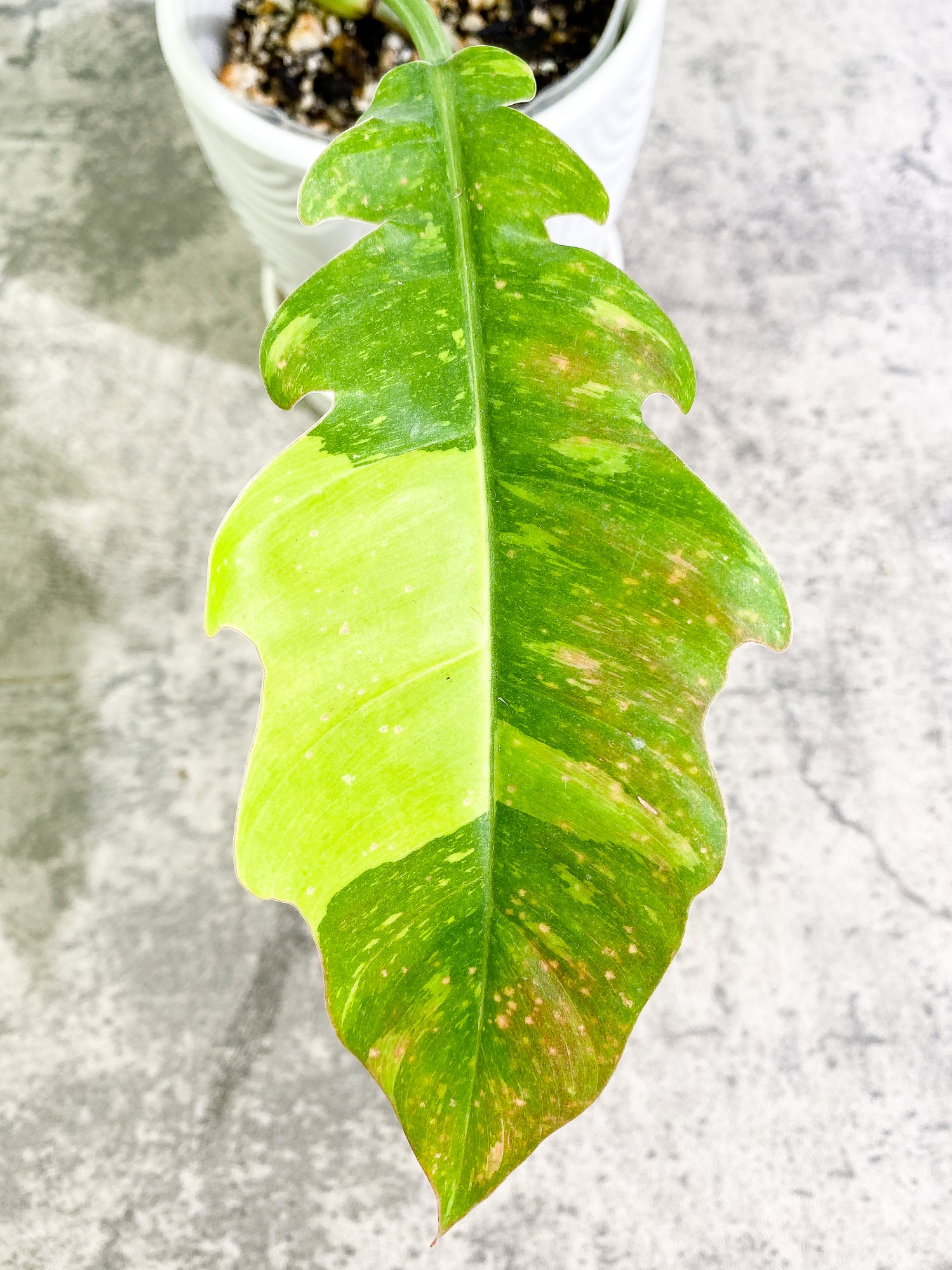 Philodendron Ring of Fire 2 leaves & 1 unfurling leaf Rooted Top Cutting