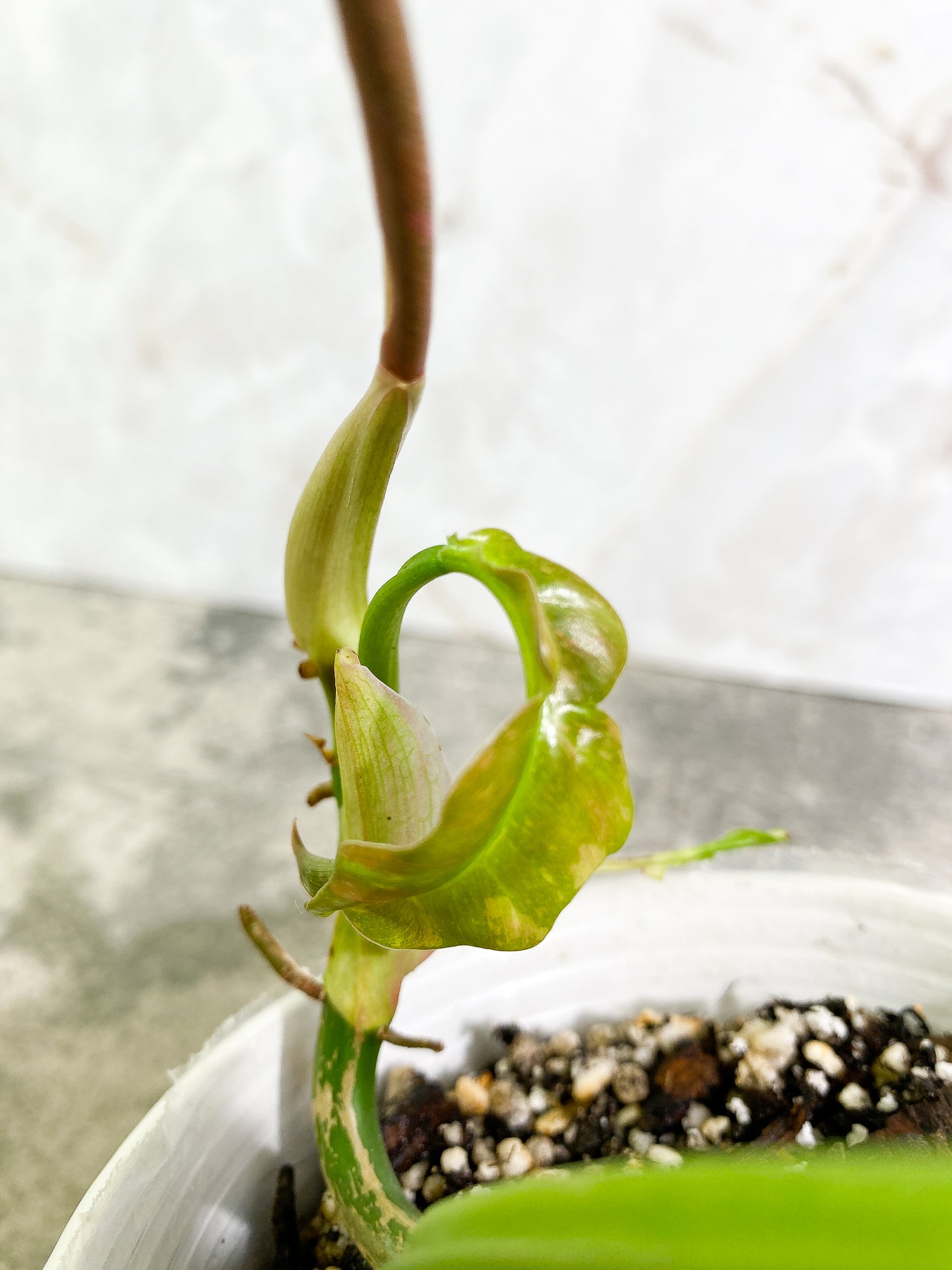 Philodendron Ring of Fire 2 leaves & 1 unfurling leaf Rooted Top Cutting