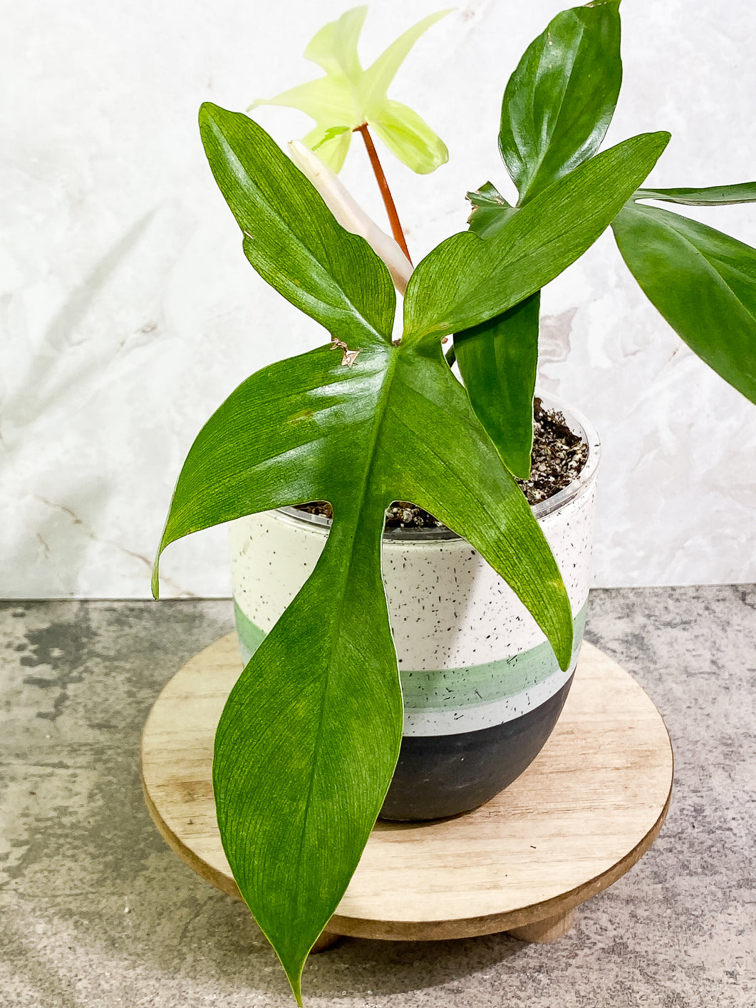 Philodendron Florida ghost mint variegated 4 leaves 1 sprout fully rooted