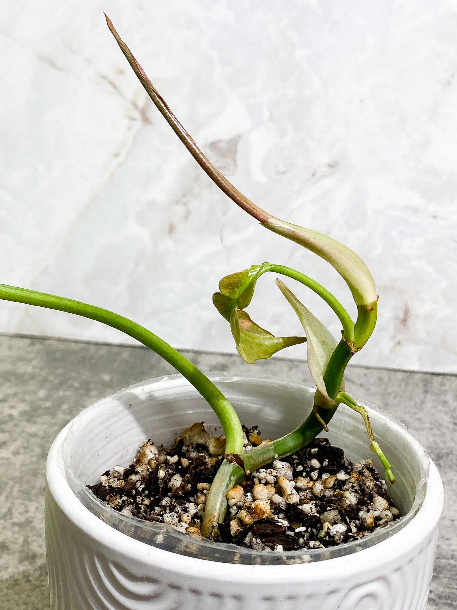 Philodendron Ring of Fire 2 leaves & 1 unfurling leaf Rooted Top Cutting