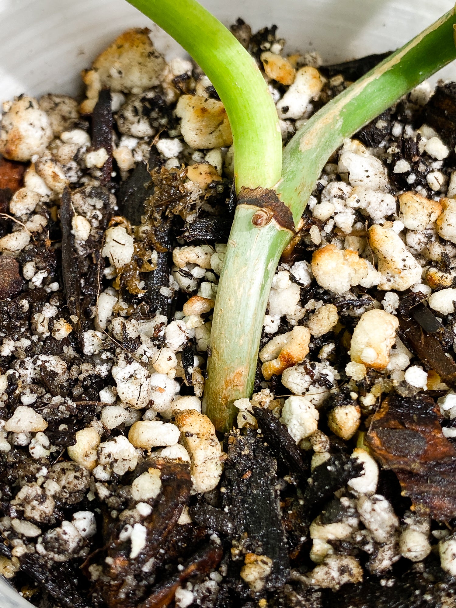 Philodendron Ring of Fire 2 leaves & 1 unfurling leaf Rooted Top Cutting