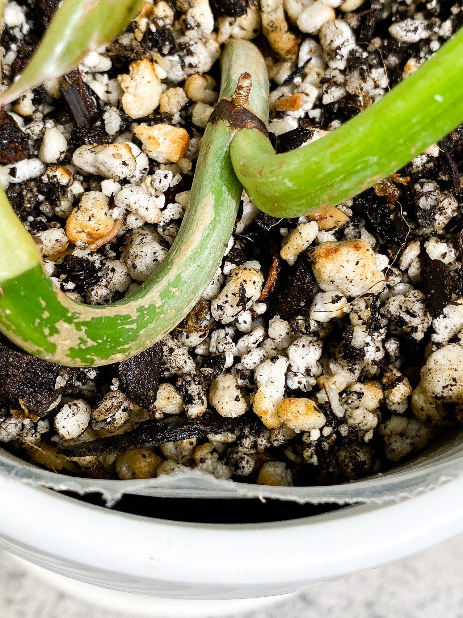 Philodendron Ring of Fire 2 leaves & 1 unfurling leaf Rooted Top Cutting