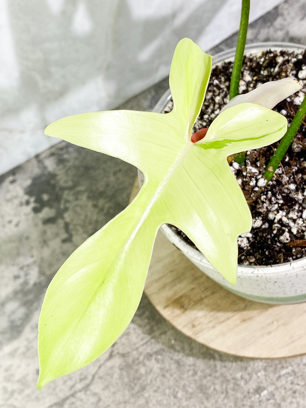Philodendron Florida ghost mint variegated 4 leaves 1 sprout fully rooted