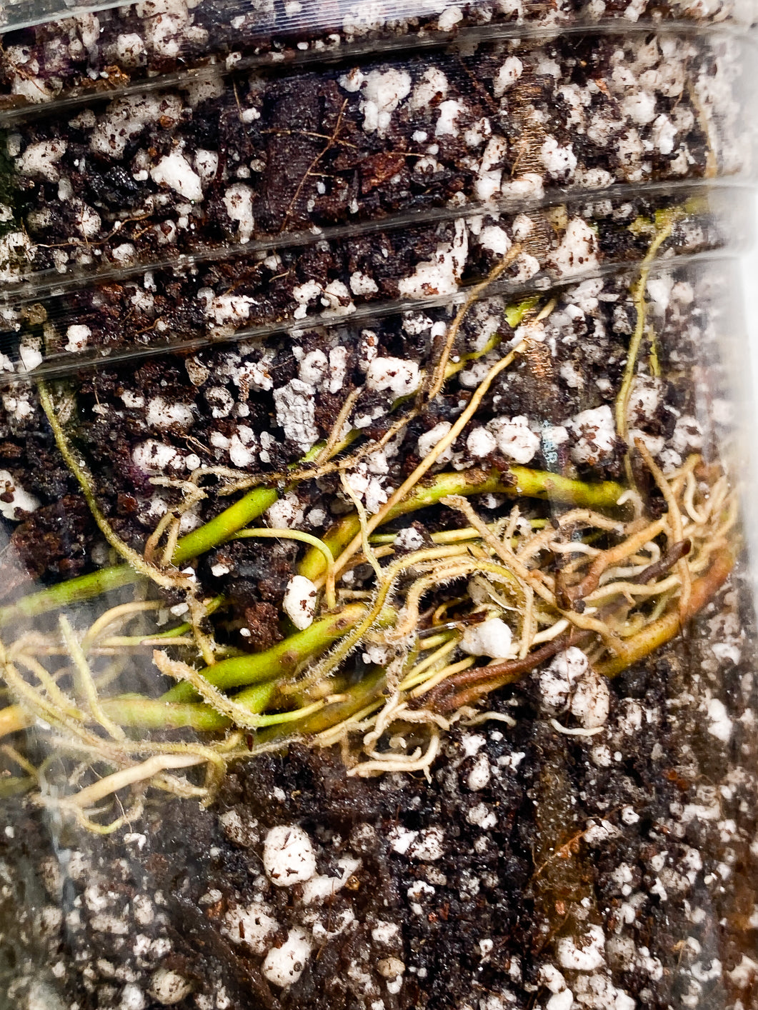Philodendron Florida ghost mint variegated 4 leaves 1 sprout fully rooted