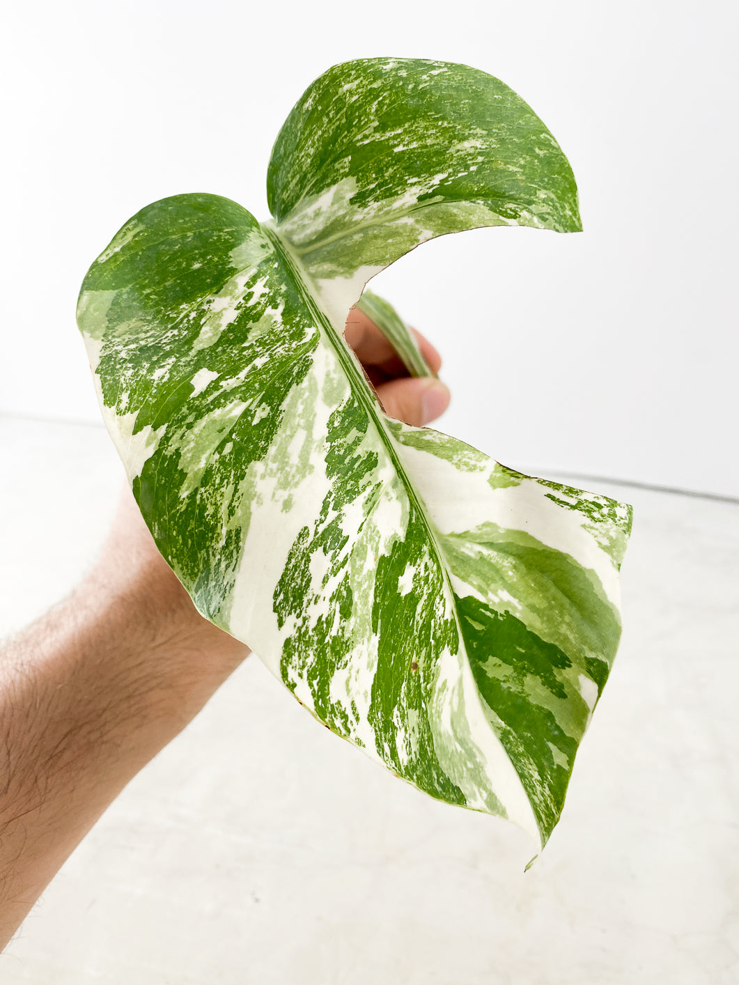 Monstera albo white tiger 1 leaf