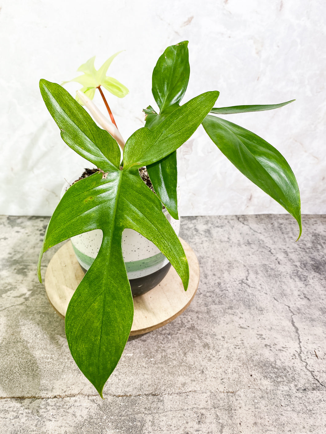 Philodendron Florida ghost mint variegated 4 leaves 1 sprout fully rooted