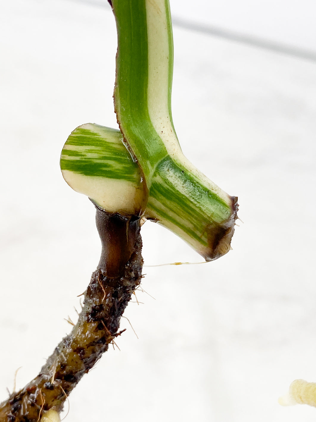 Monstera albo white tiger 1 leaf
