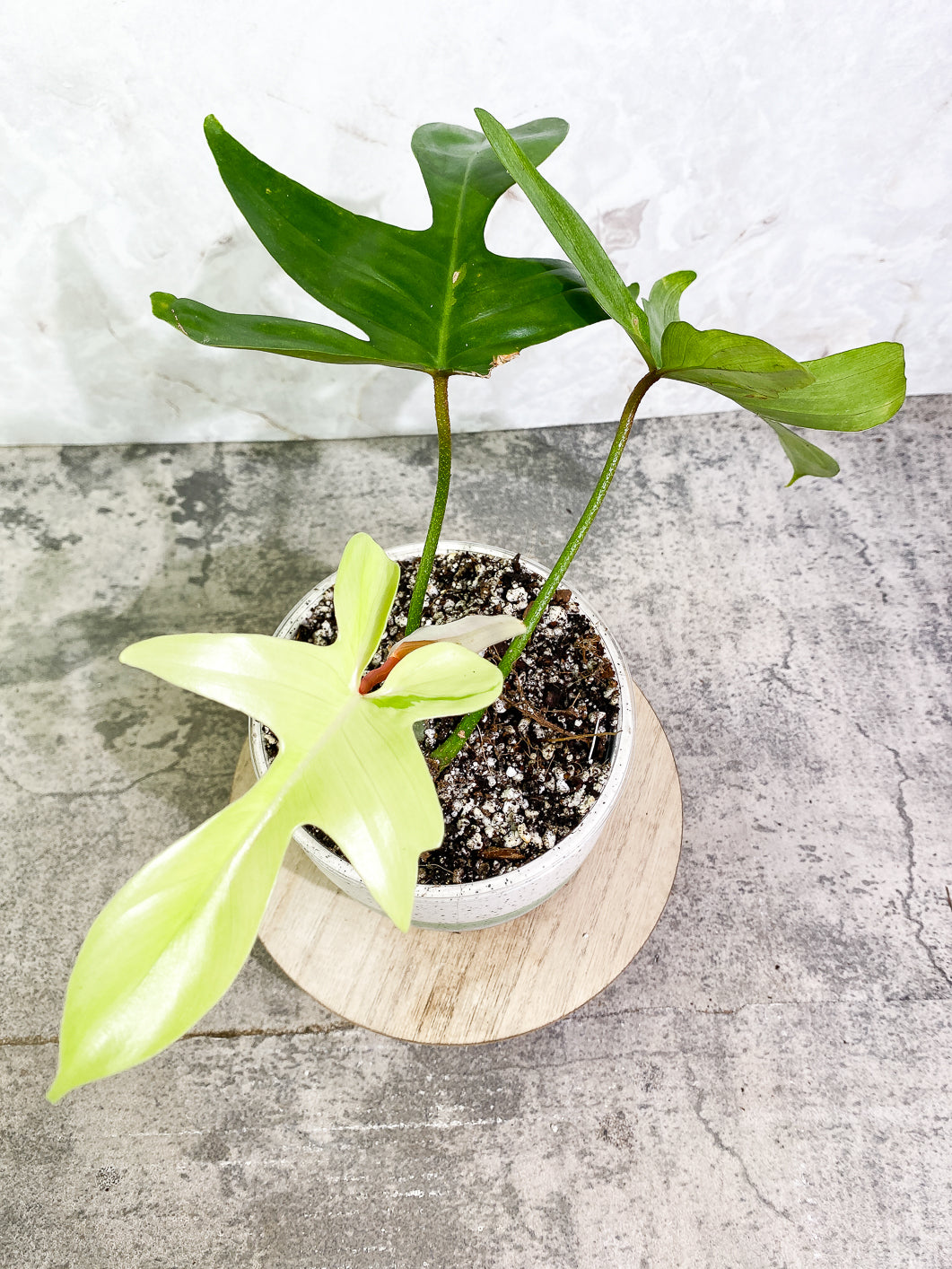 Philodendron Florida ghost mint variegated 4 leaves 1 sprout fully rooted
