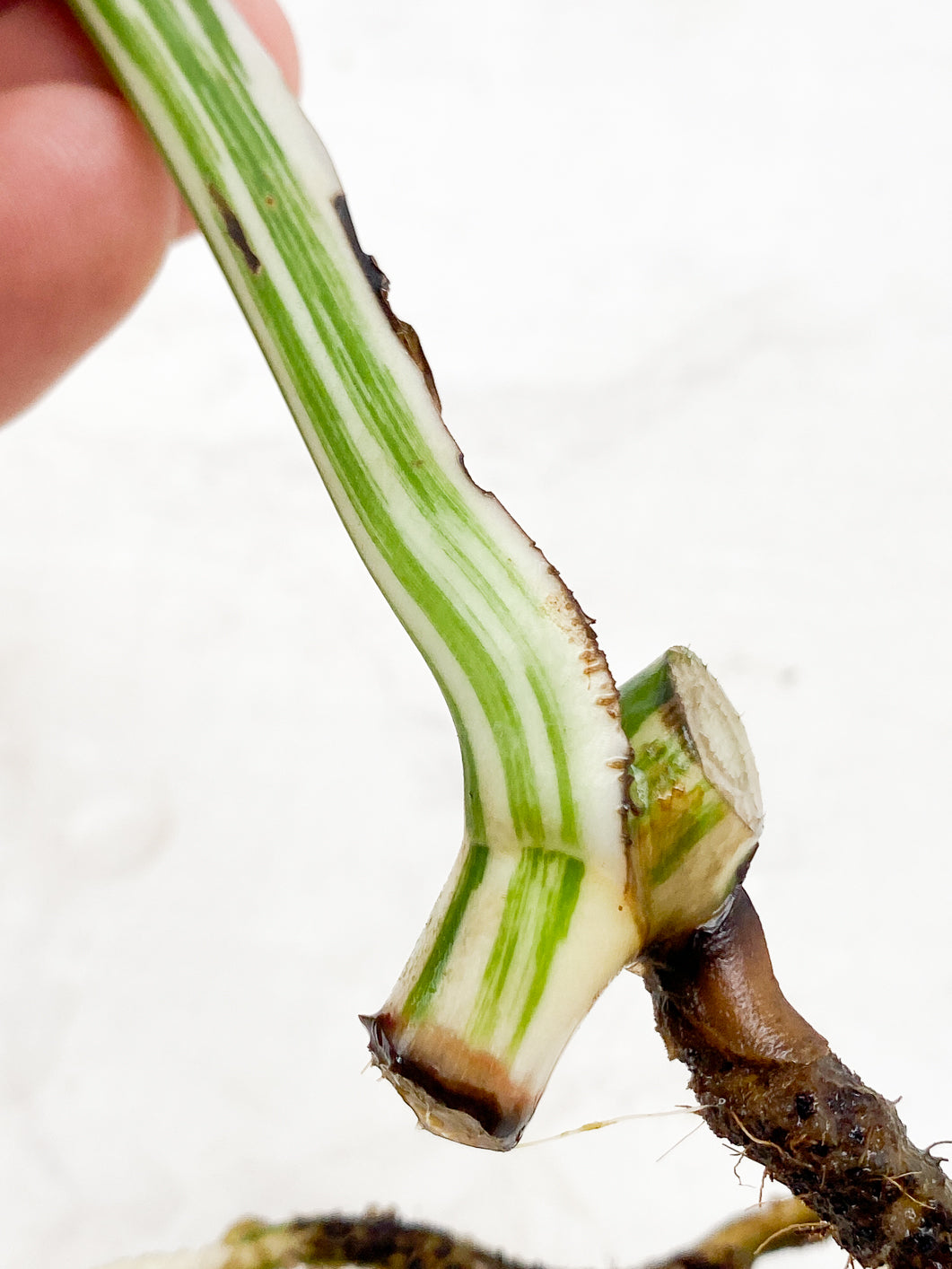 Monstera albo white tiger 1 leaf