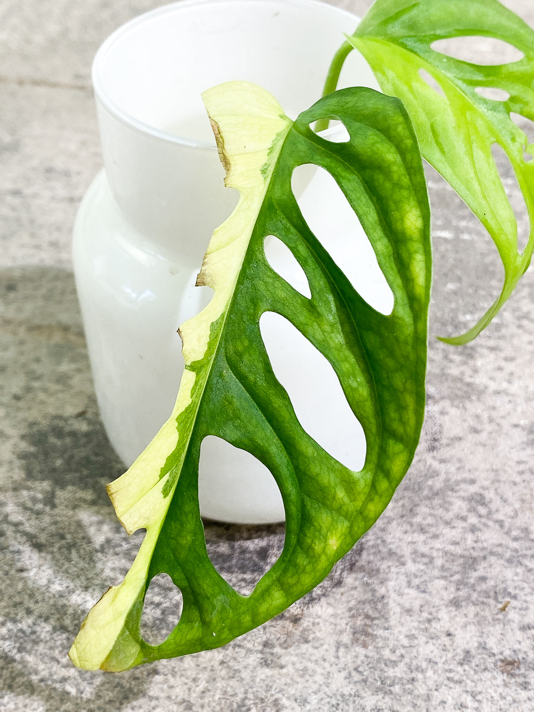 Monstera Adansonii Aurea 1 leaf rooted