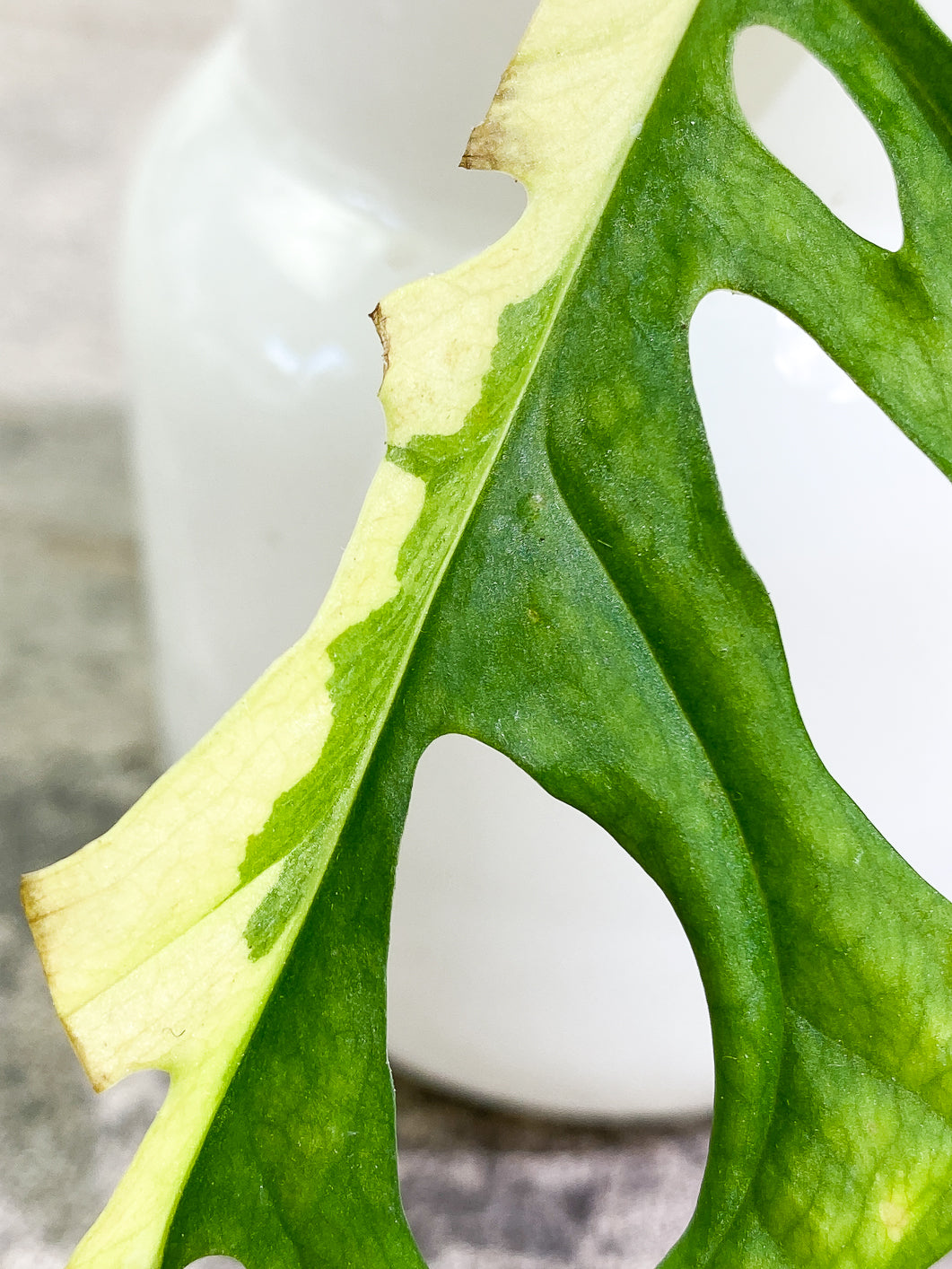 Monstera Adansonii Aurea 1 leaf rooted