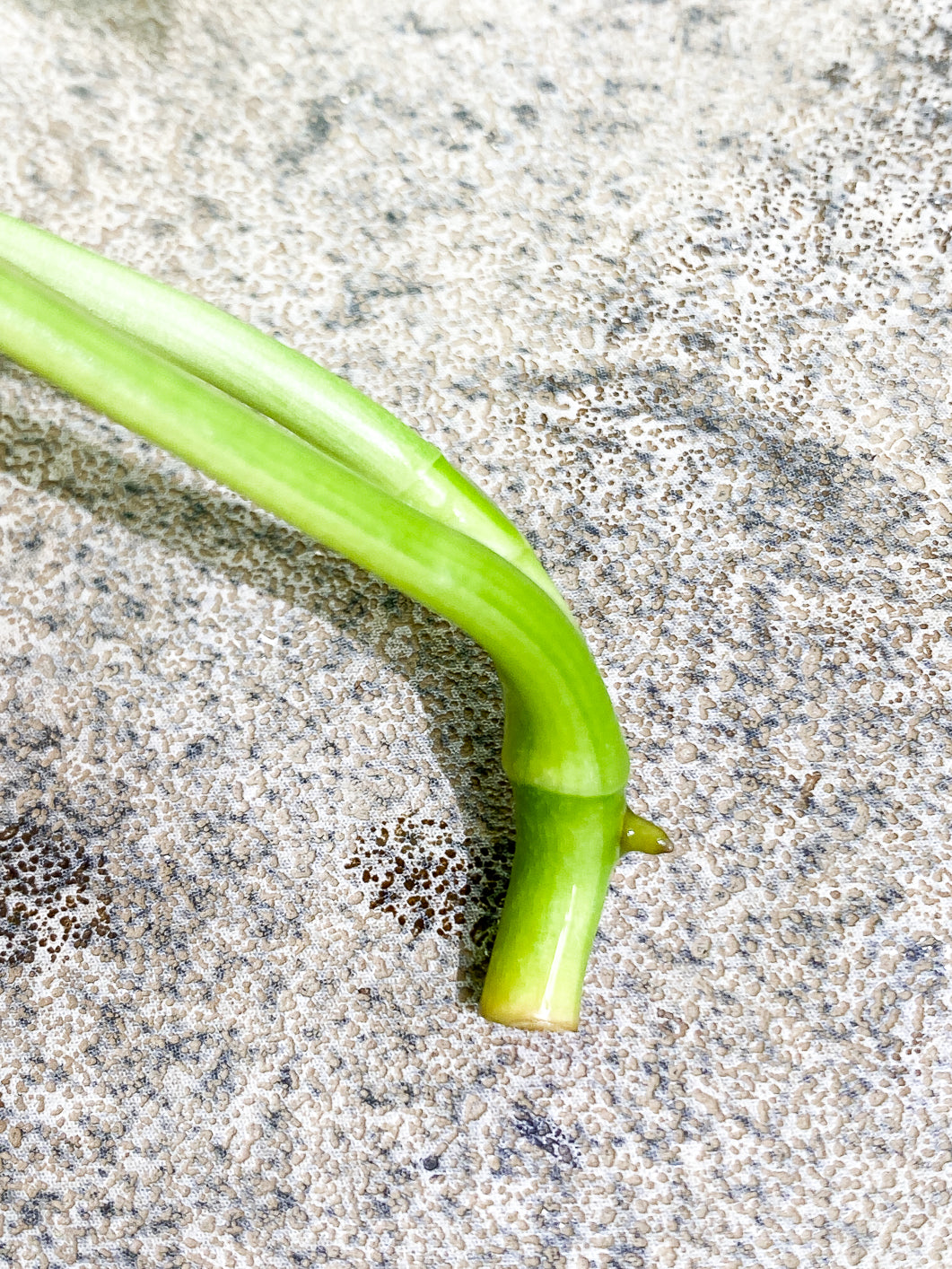 Monstera Adansonii Aurea 1 leaf rooted
