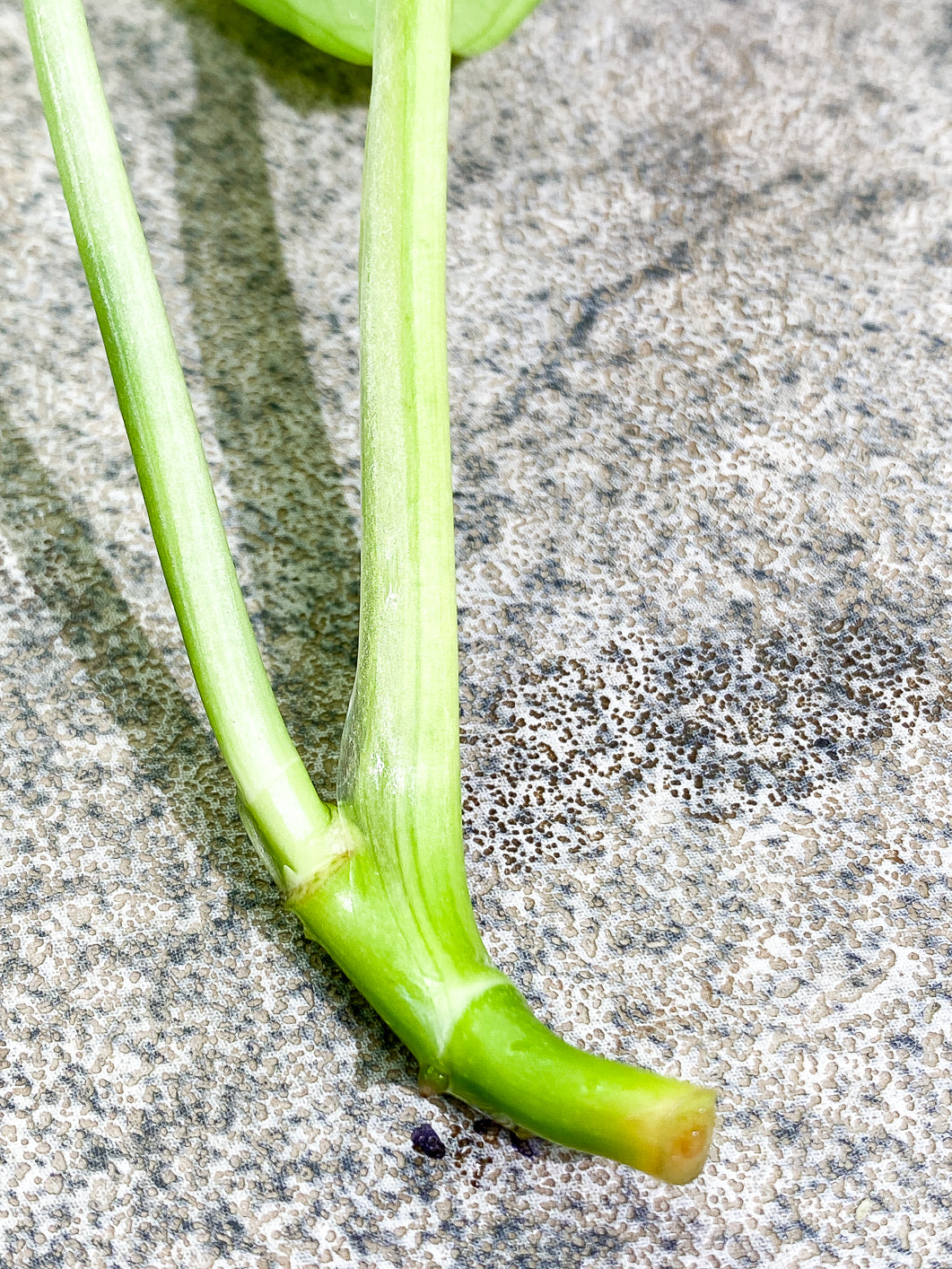 Monstera Adansonii Aurea 1 leaf rooted