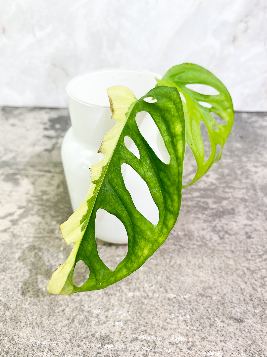 Monstera Adansonii Aurea 1 leaf rooted