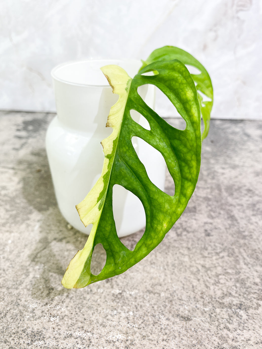 Monstera Adansonii Aurea 1 leaf rooted
