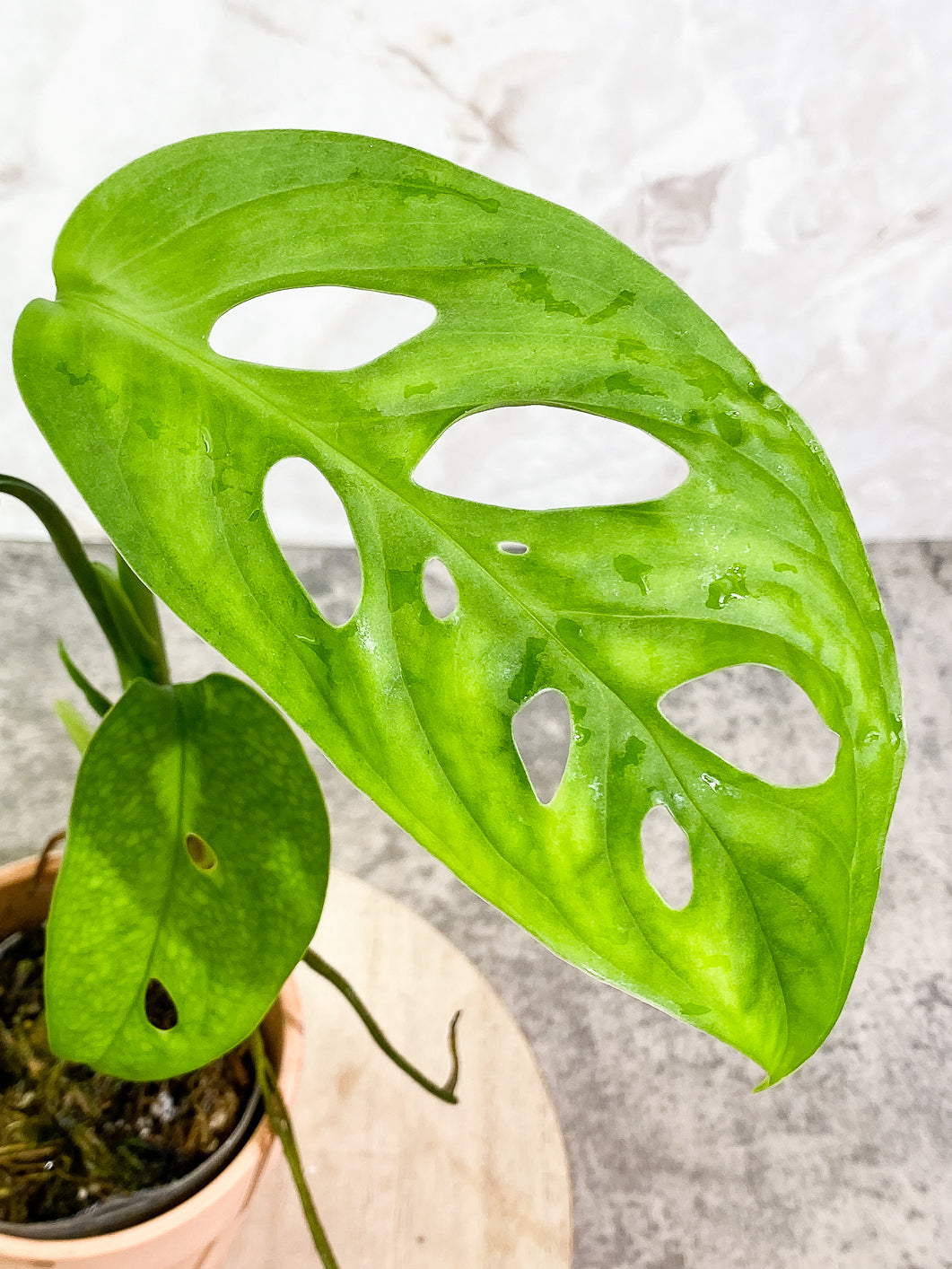 Monstera Esqueleto 3 leaves rooted