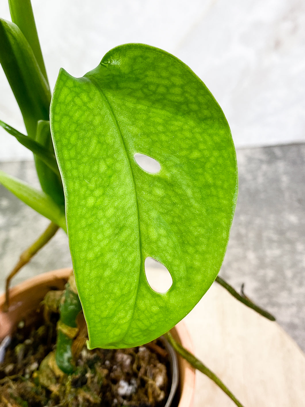 Monstera Esqueleto 3 leaves rooted
