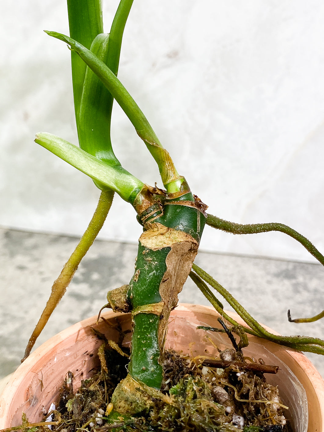 Monstera Esqueleto 3 leaves rooted