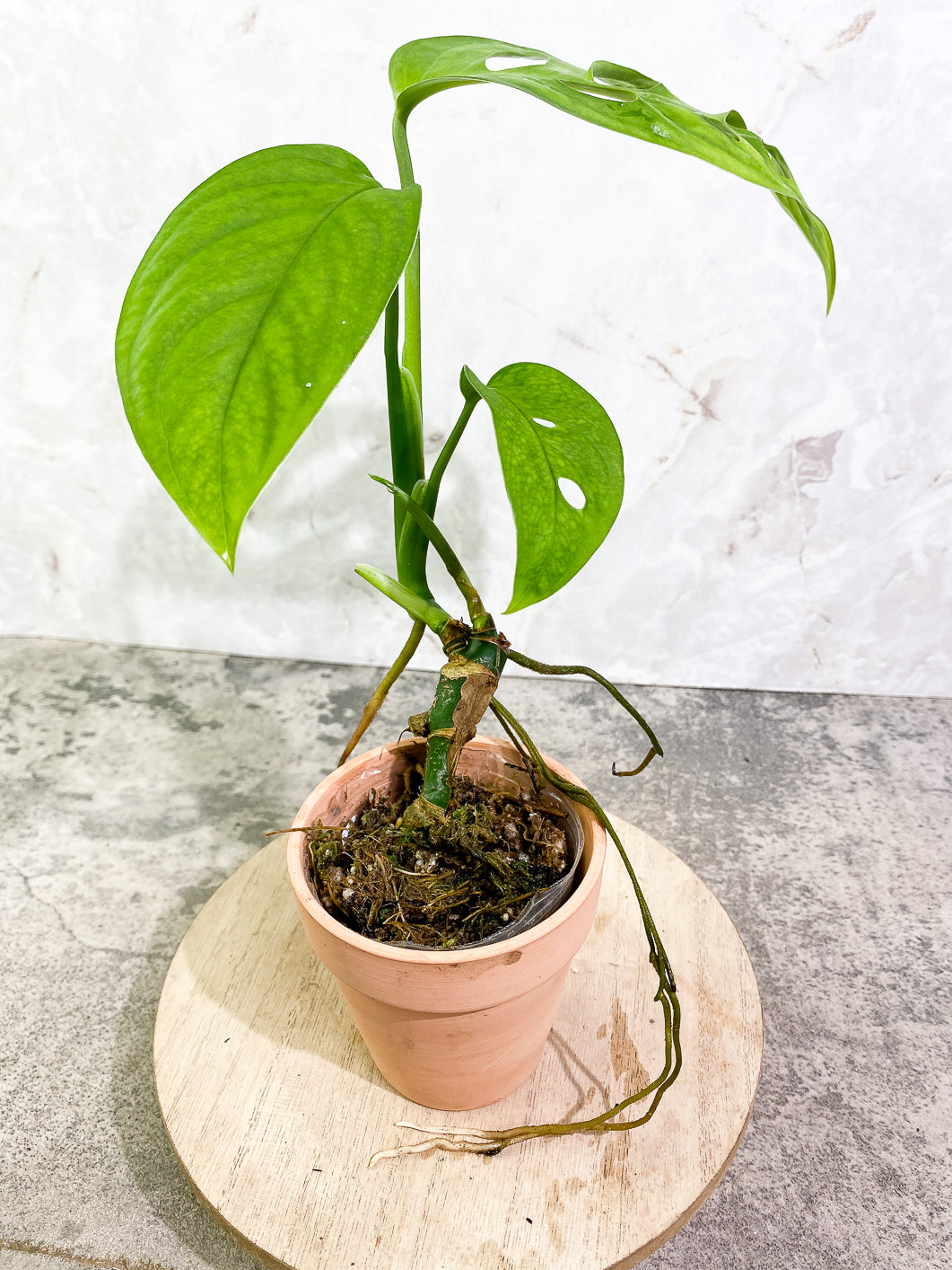 Monstera Esqueleto 3 leaves rooted