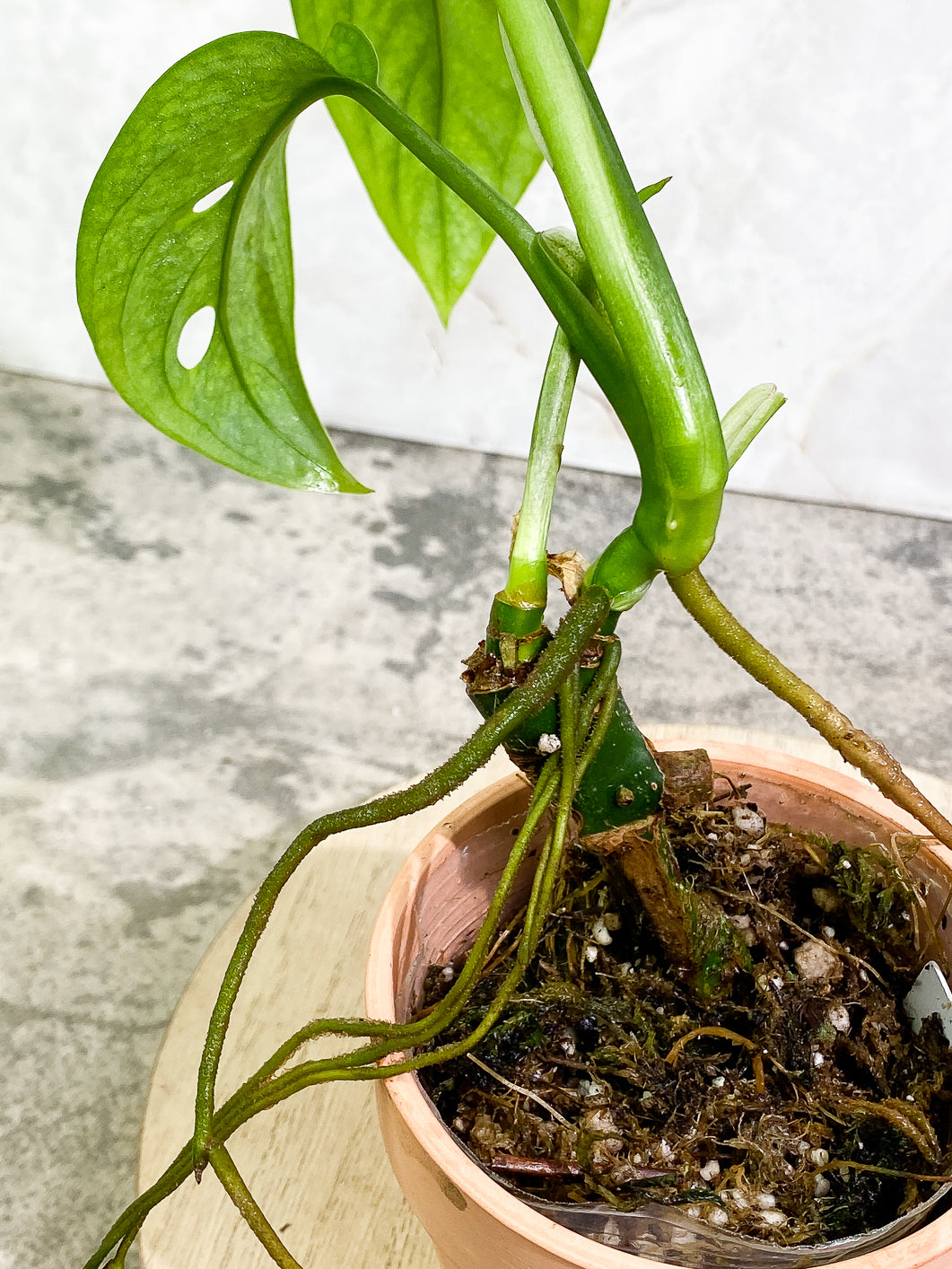 Monstera Esqueleto 3 leaves rooted