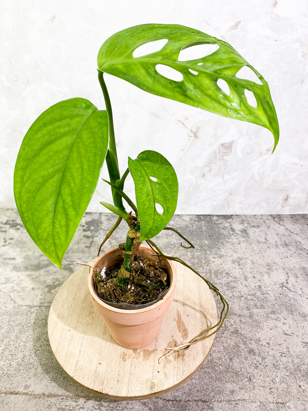 Monstera Esqueleto 3 leaves rooted