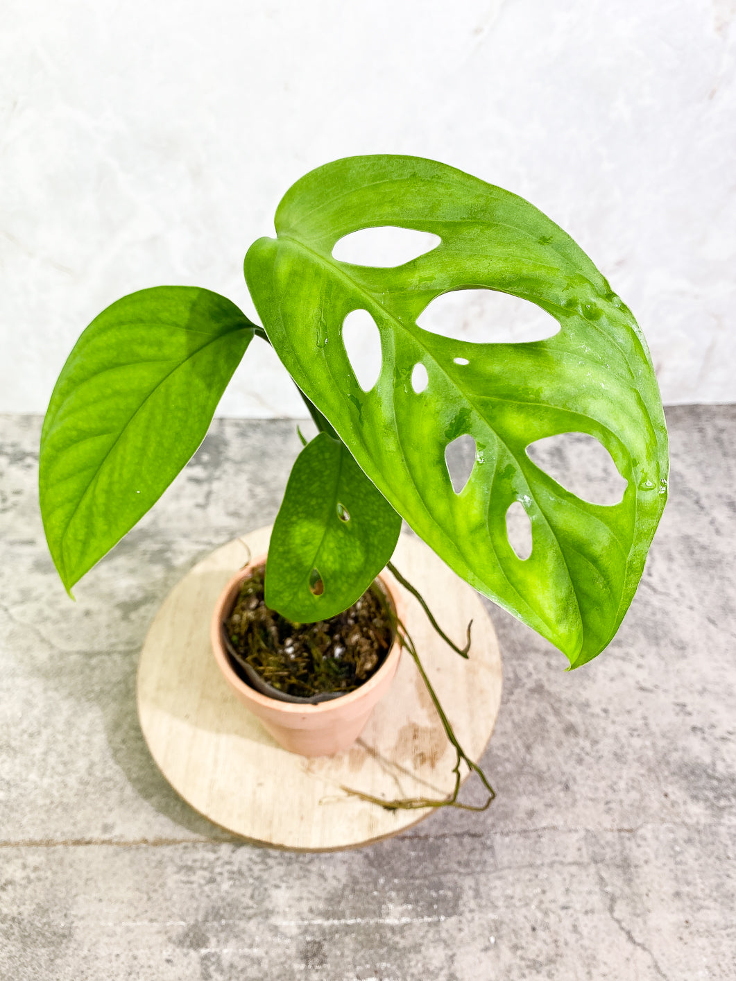 Monstera Esqueleto 3 leaves rooted