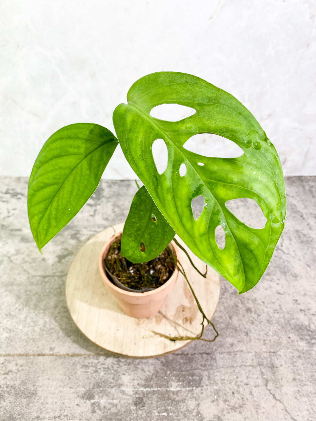 Monstera Esqueleto 3 leaves rooted