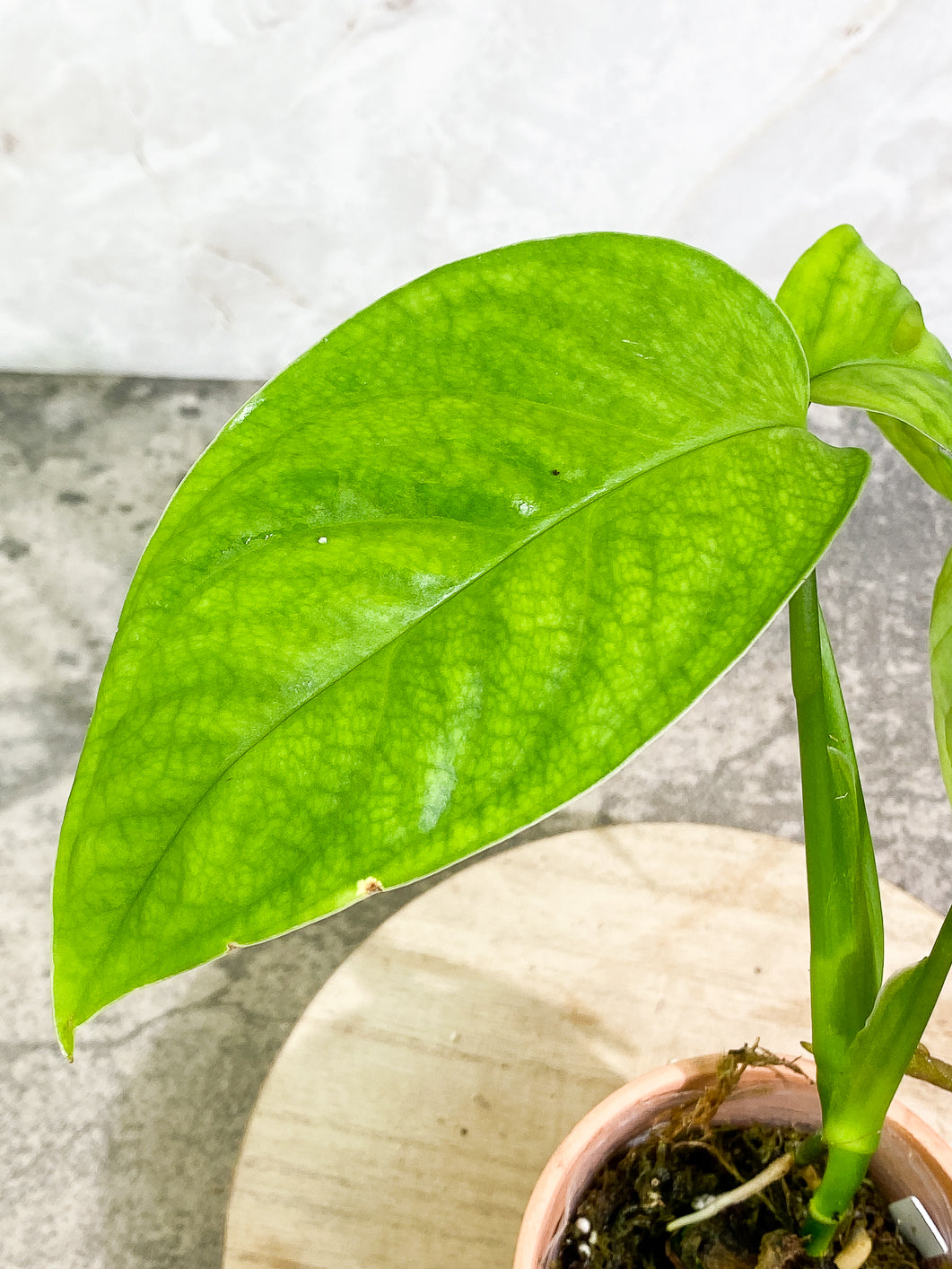Monstera Esqueleto 3 leaves rooted