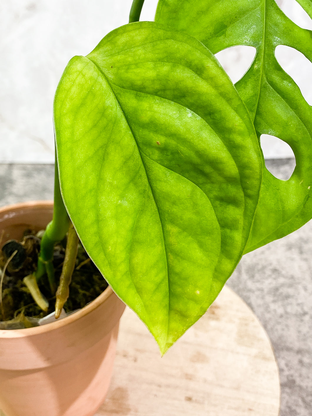Monstera Esqueleto 3 leaves rooted