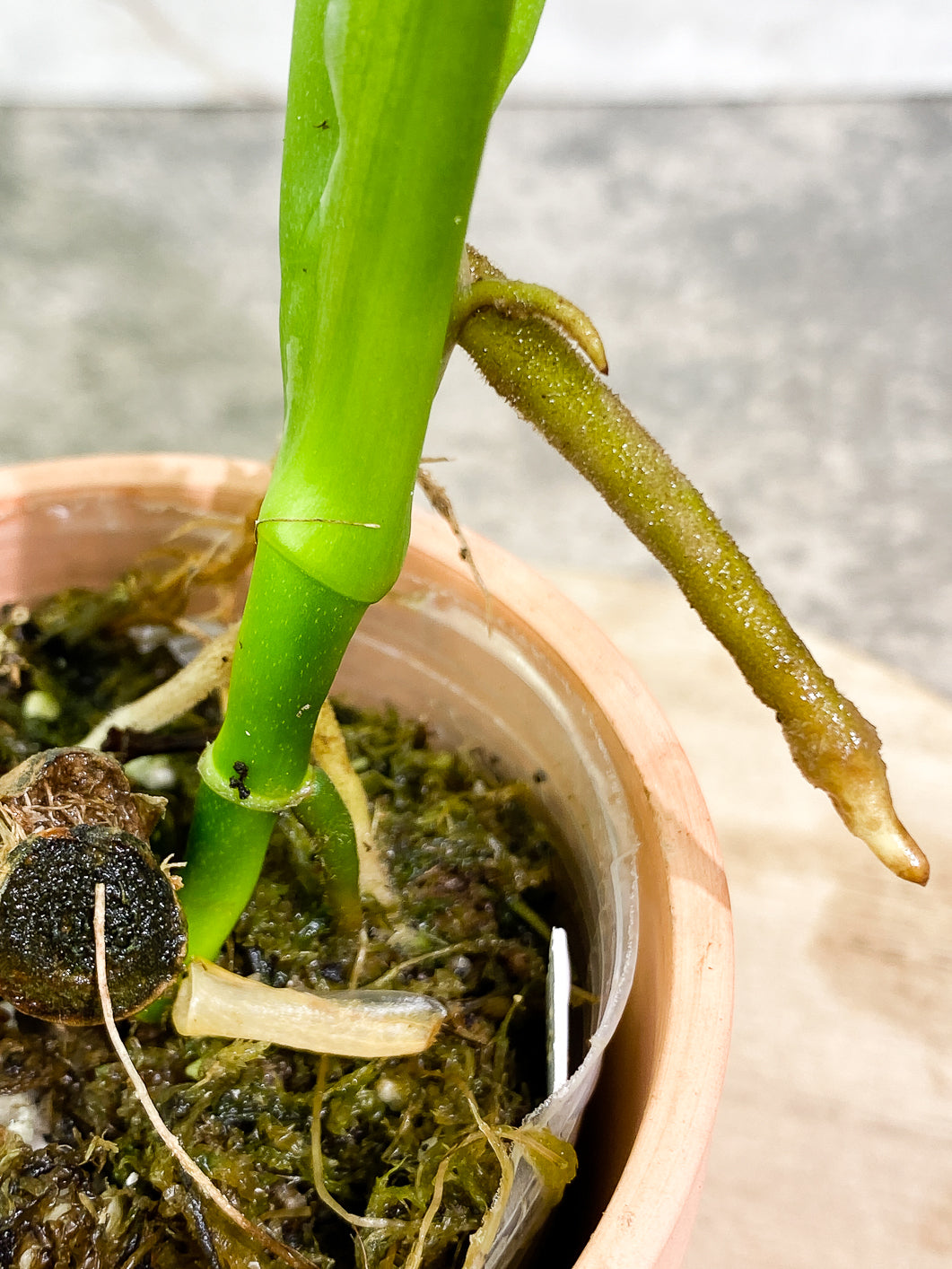 Monstera Esqueleto 3 leaves rooted