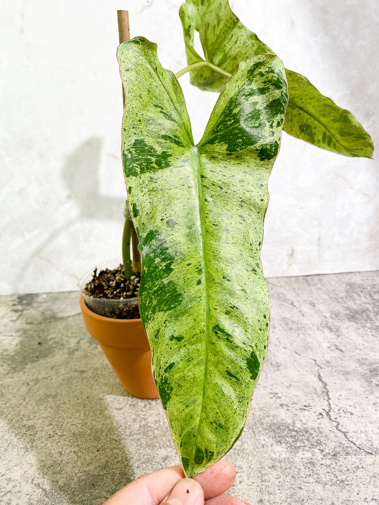 Philodendron Paraiso Verde 2 leaves Rooted
