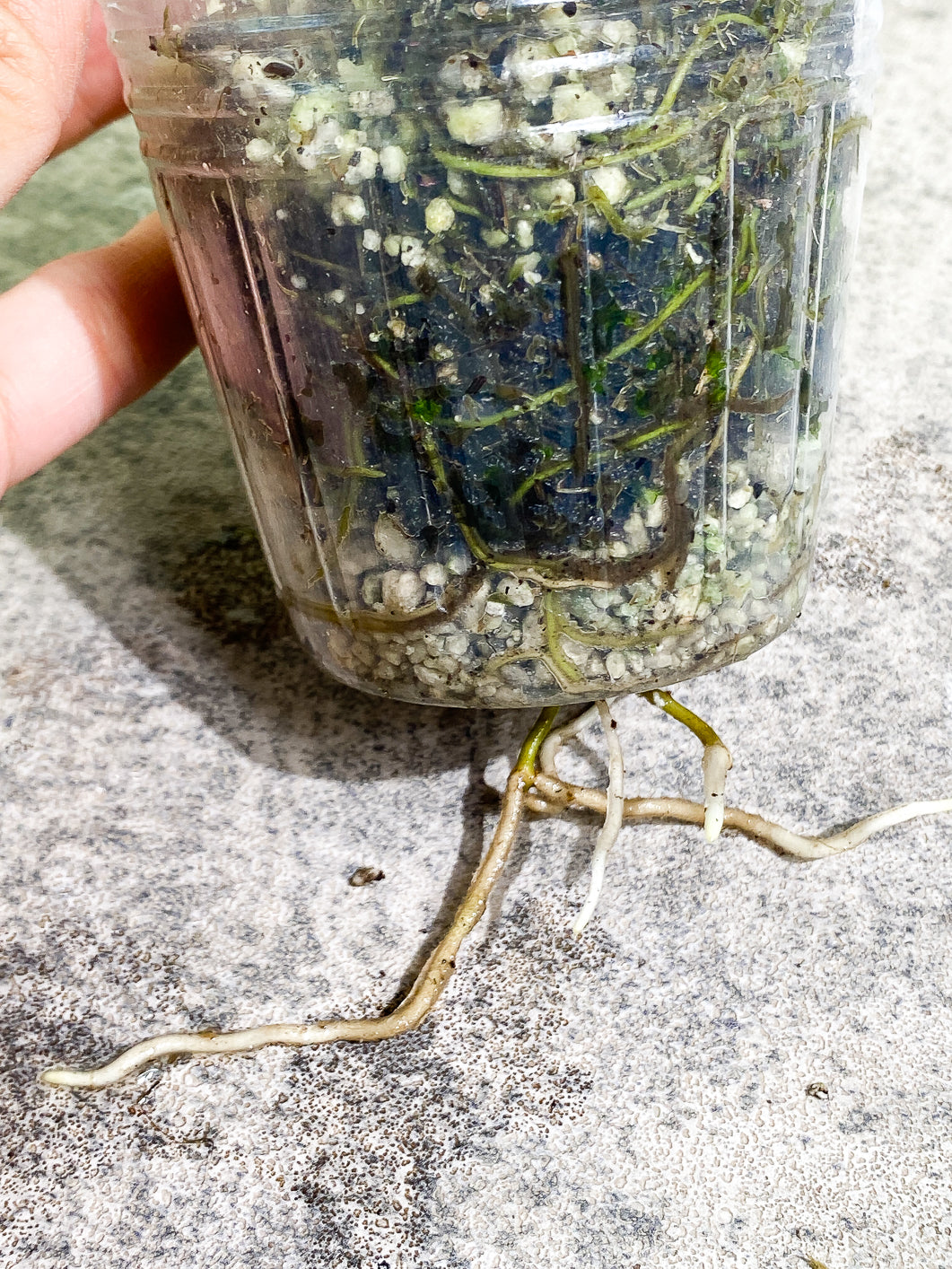 Monstera Esqueleto 3 leaves rooted