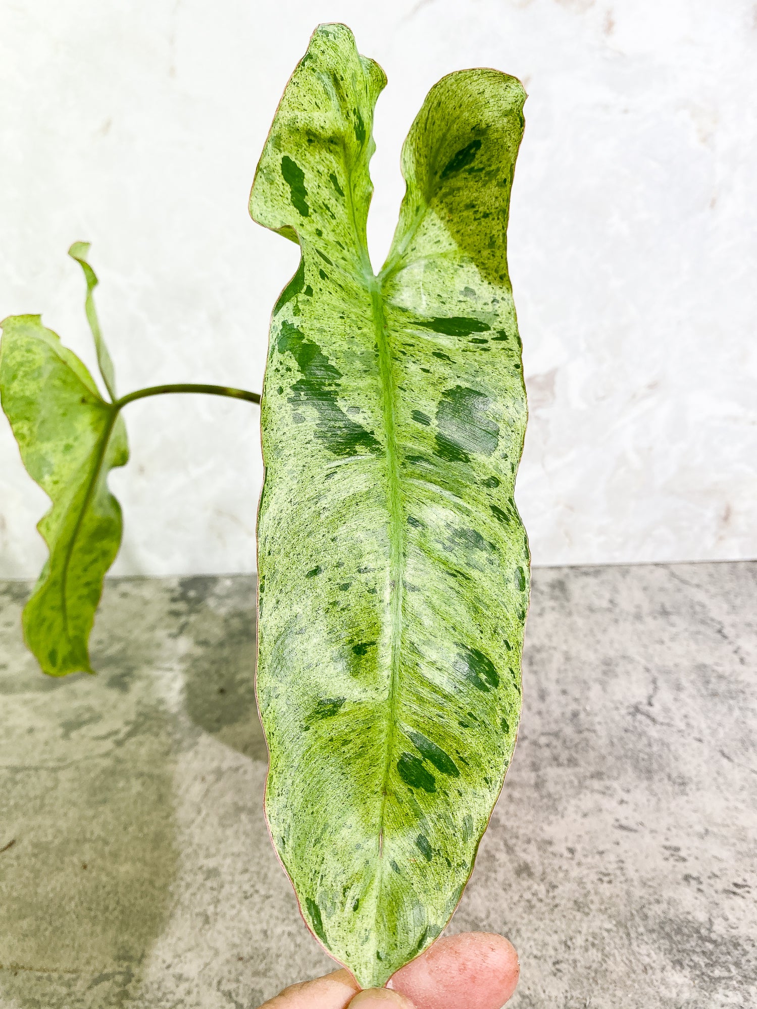 Philodendron Paraiso Verde 2 leaves Rooted