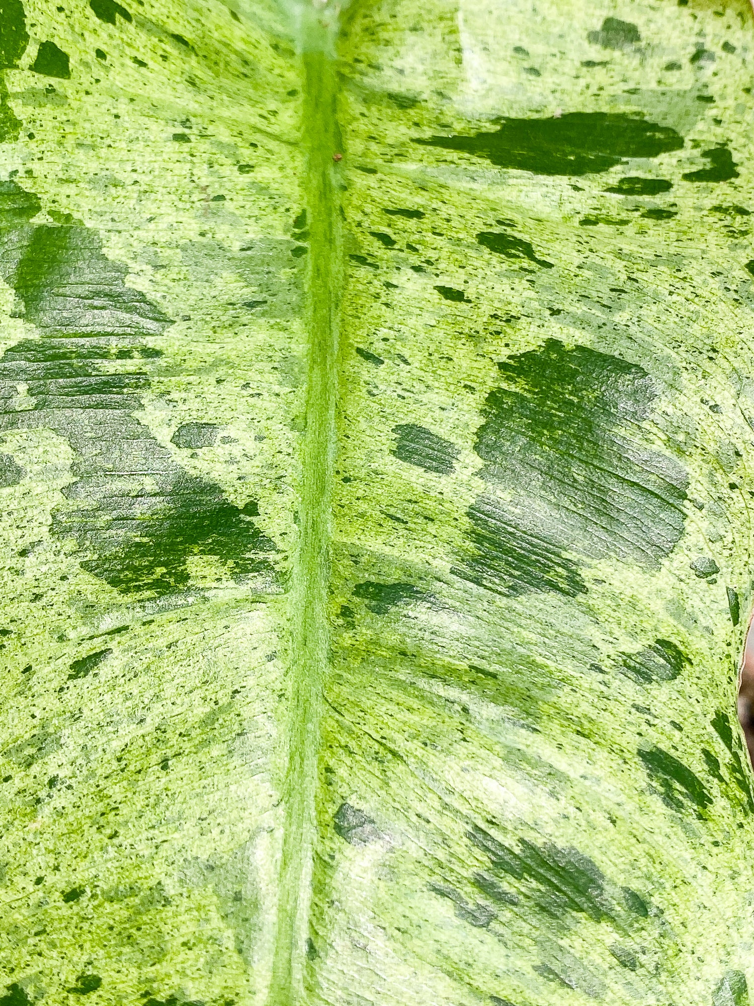 Philodendron Paraiso Verde 2 leaves Rooted