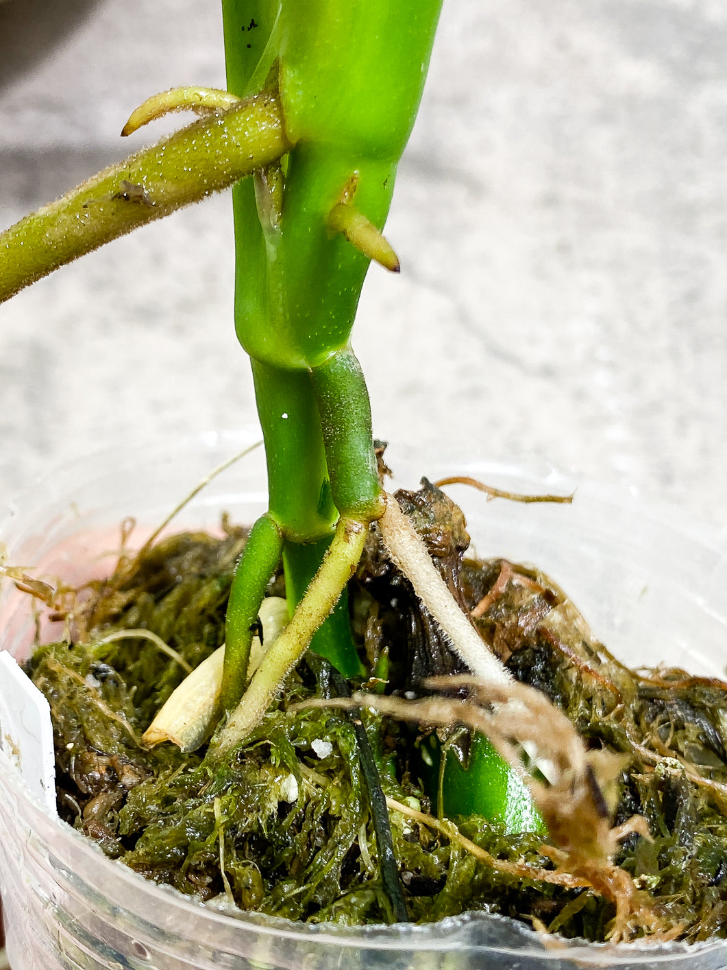 Monstera Esqueleto 3 leaves rooted