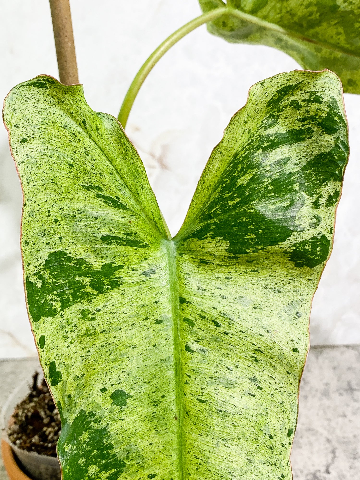 Philodendron Paraiso Verde 2 leaves Rooted