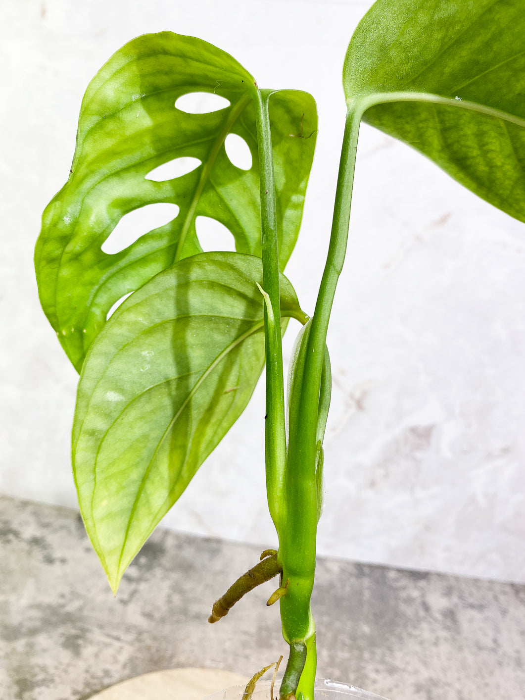 Monstera Esqueleto 3 leaves rooted
