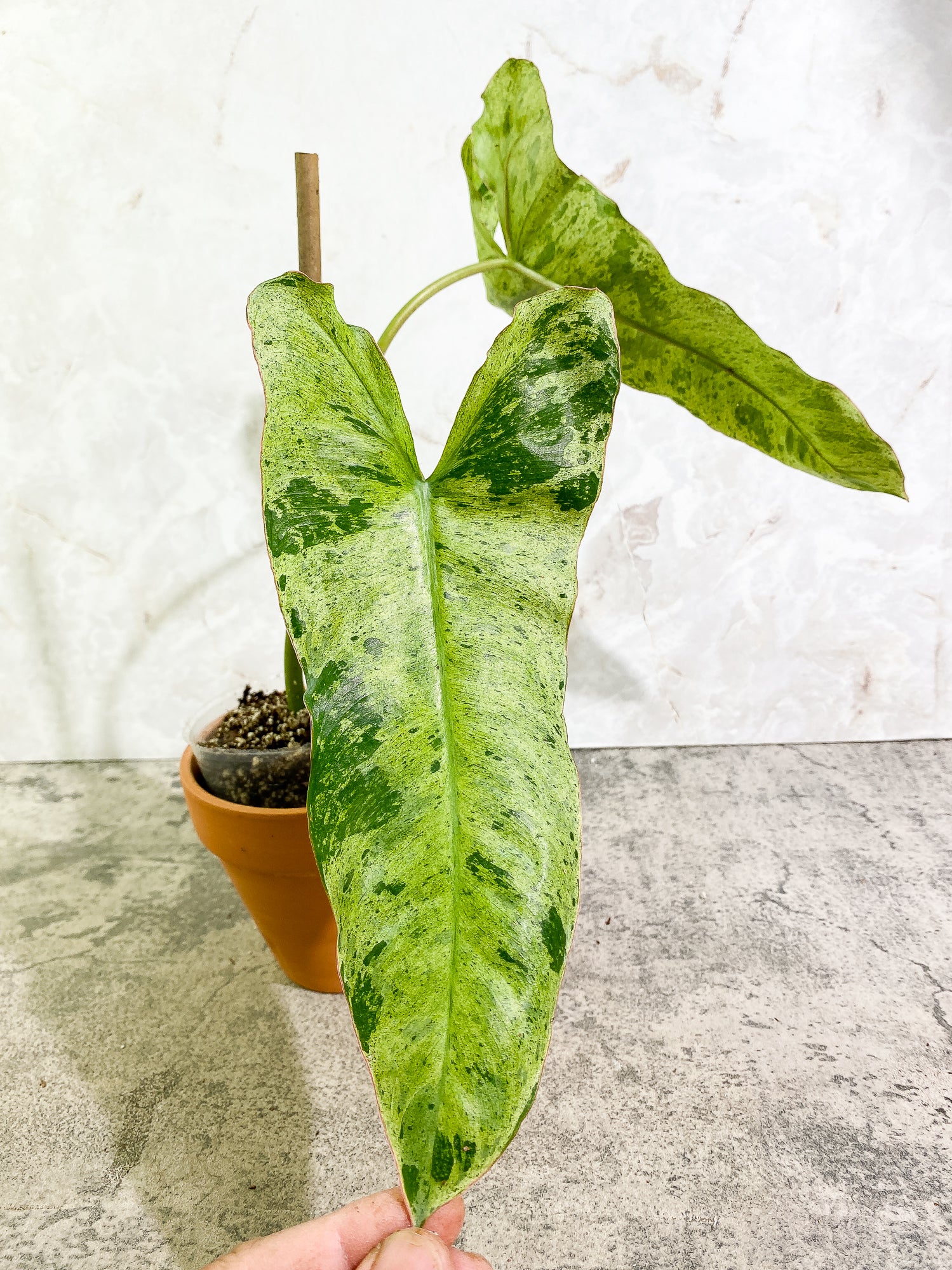 Philodendron Paraiso Verde 2 leaves Rooted