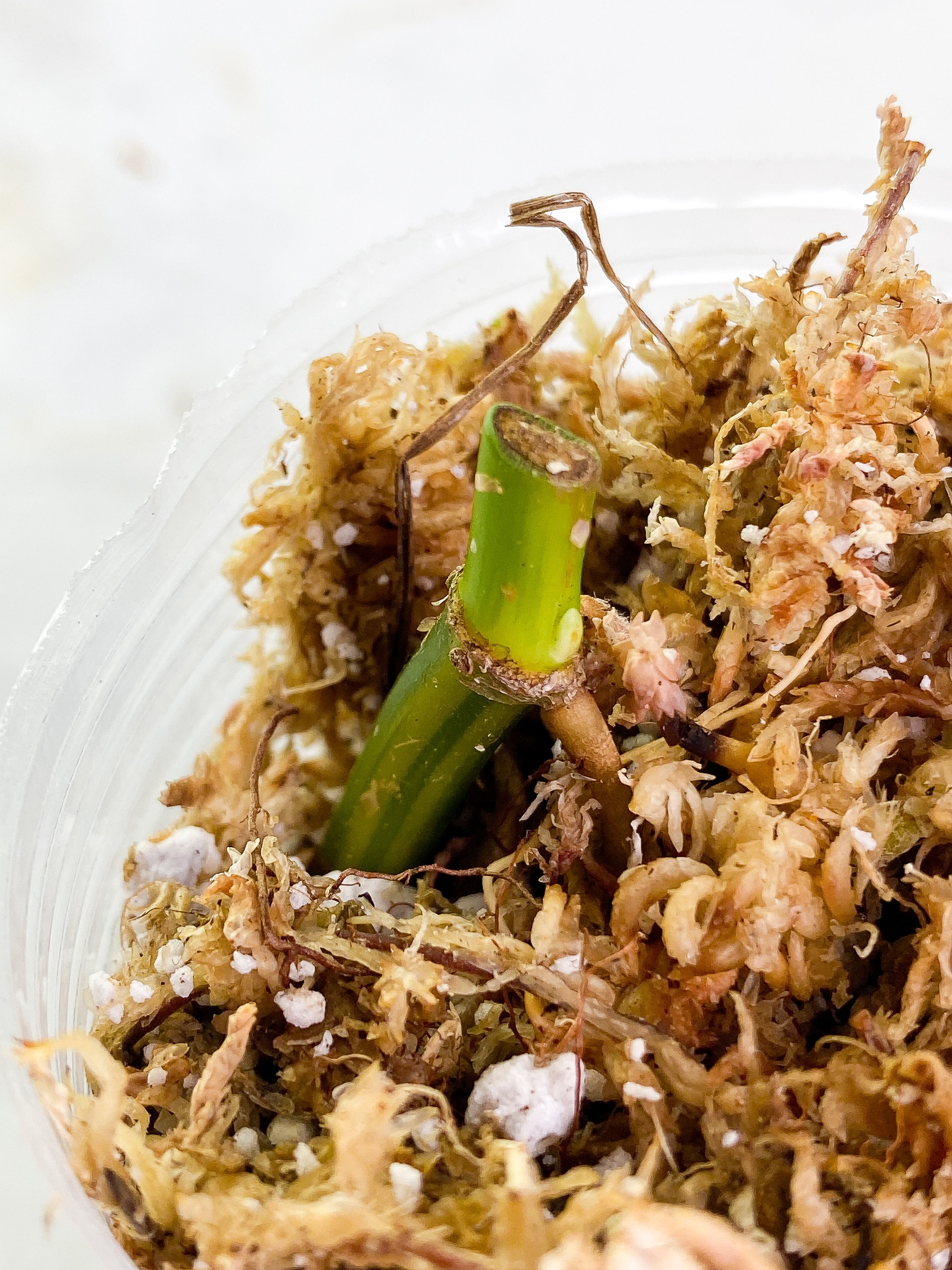 Syngonium Aurea Rooted node with 1 activated sprout