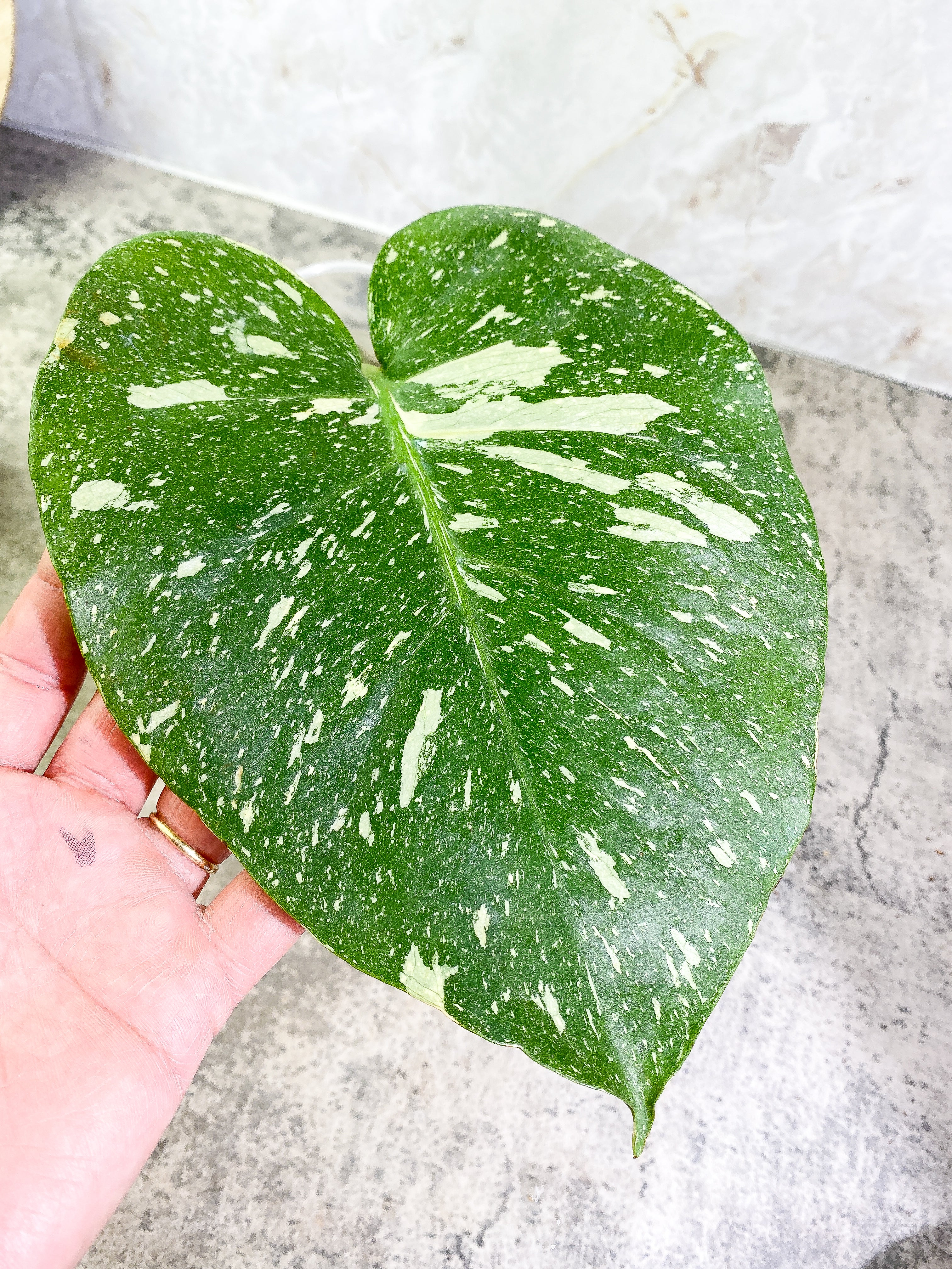 Monstera Thai Constellation Rooting 1 leaf 1 growing bud