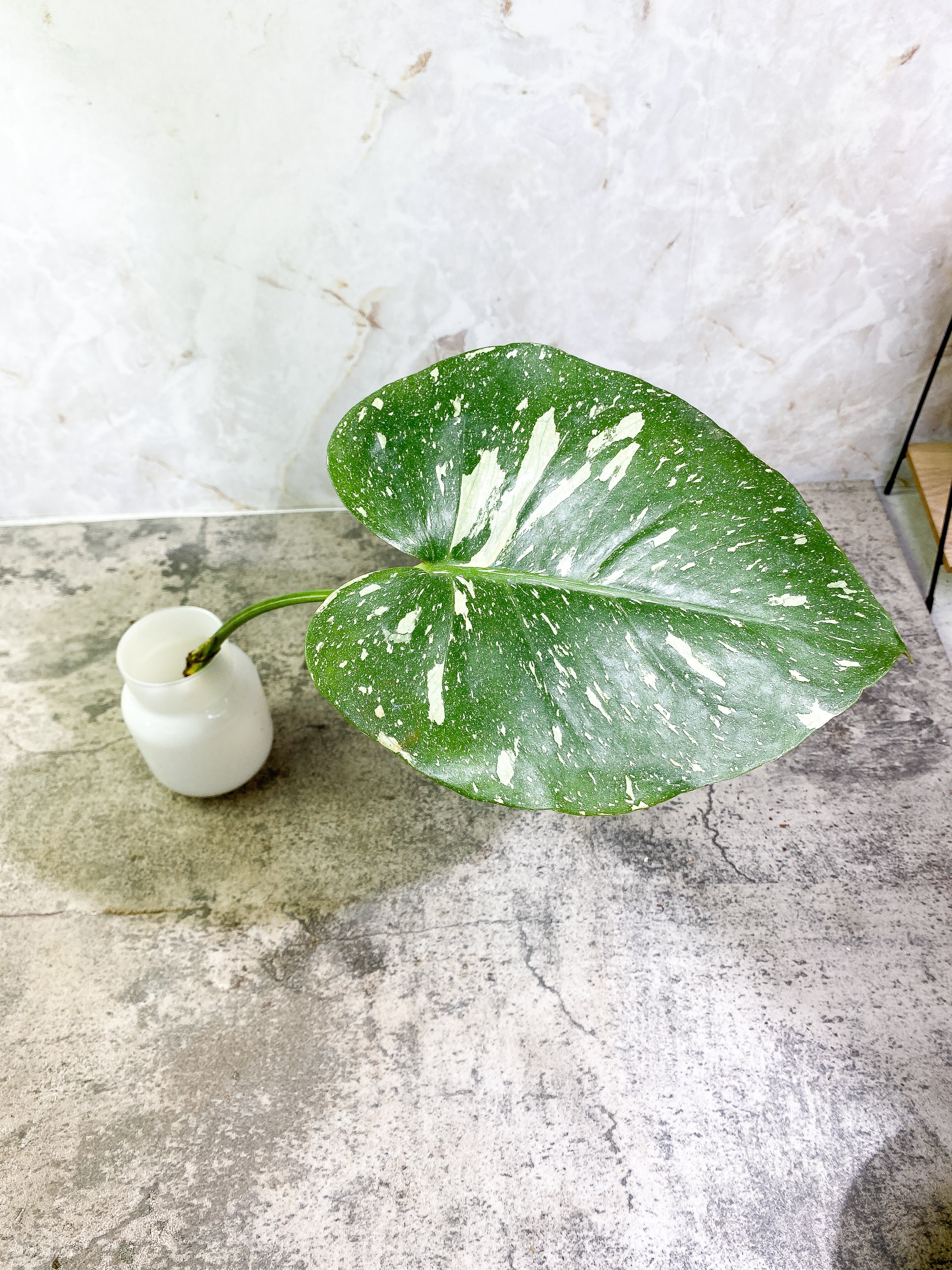 Monstera Thai Constellation Rooting 1 leaf 1 growing bud